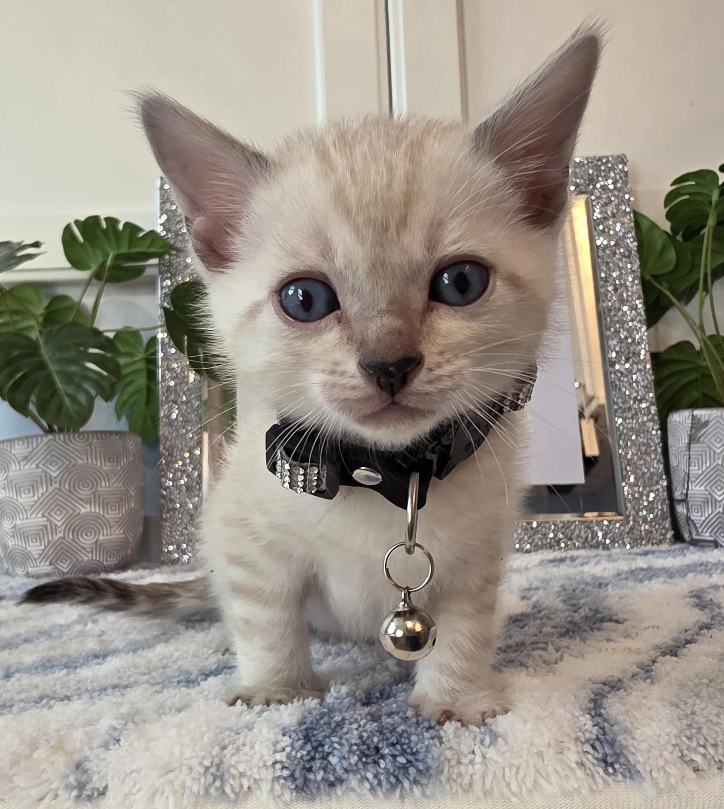 Six-Week-Old Male Snow Lynx Bengal Kitten