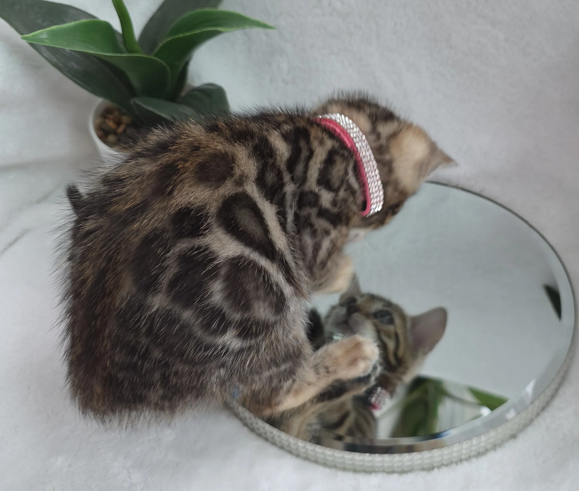 Nine-Week-Old, Female, Brown Rosette, Bengal Kitten