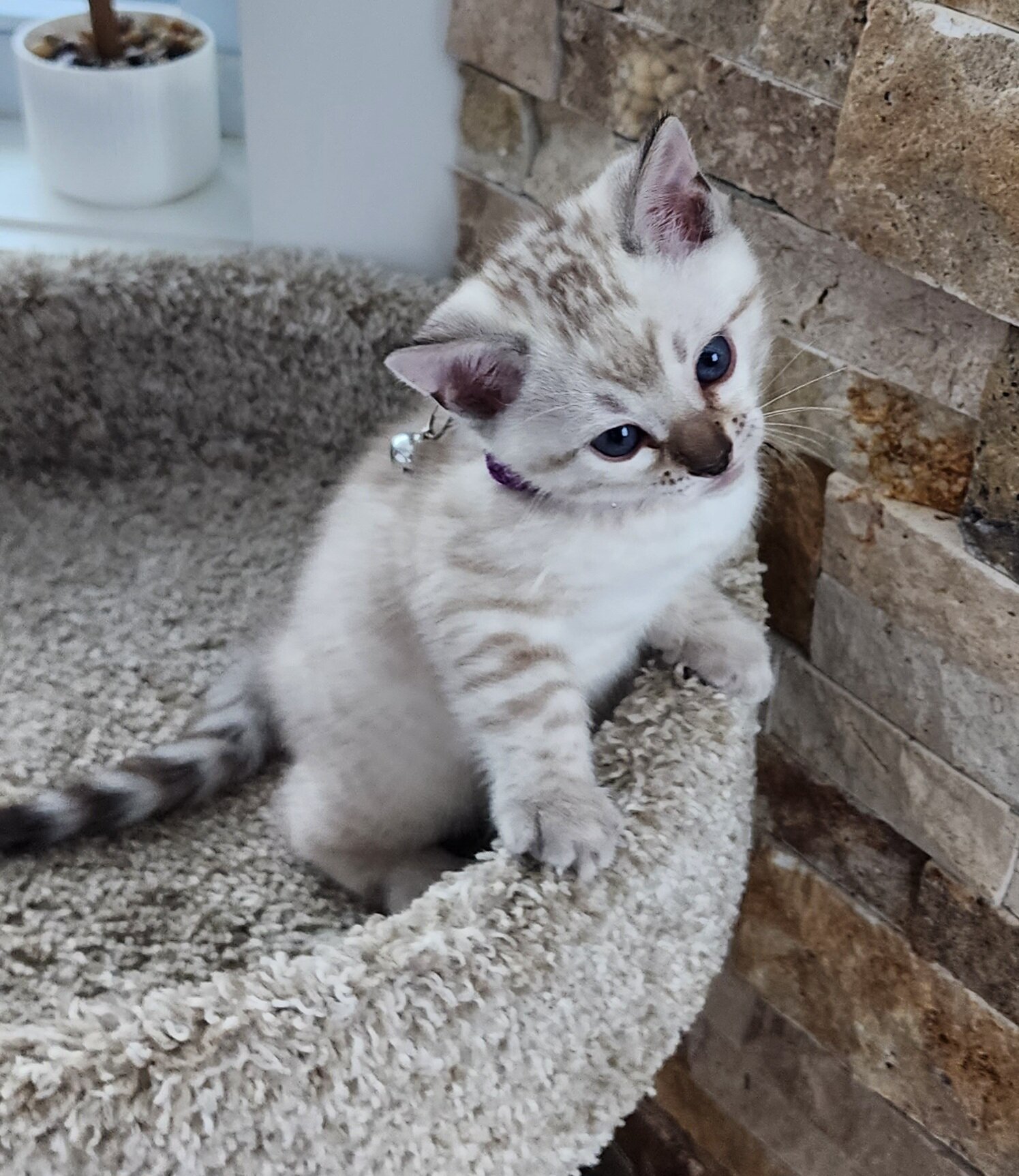 Purebred TICA Registered Female Snow Rosette Bengal Kitten in Minnesota