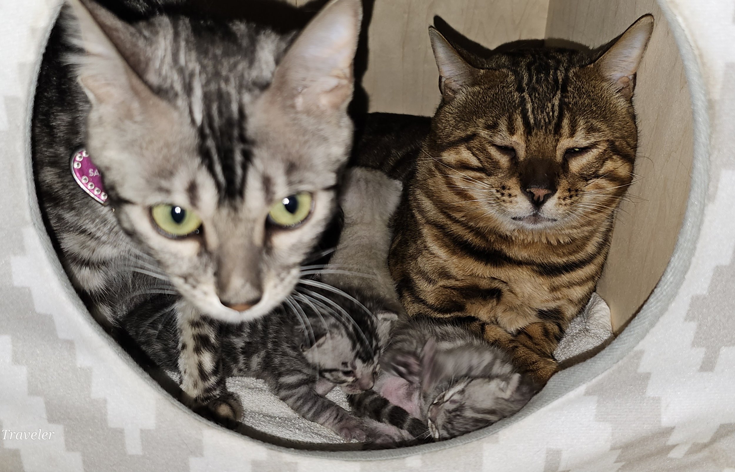 Purebred TICA Registered Male and Female Snow, Brown and Silver Rosette Bengal Kittens Available in Minnesota