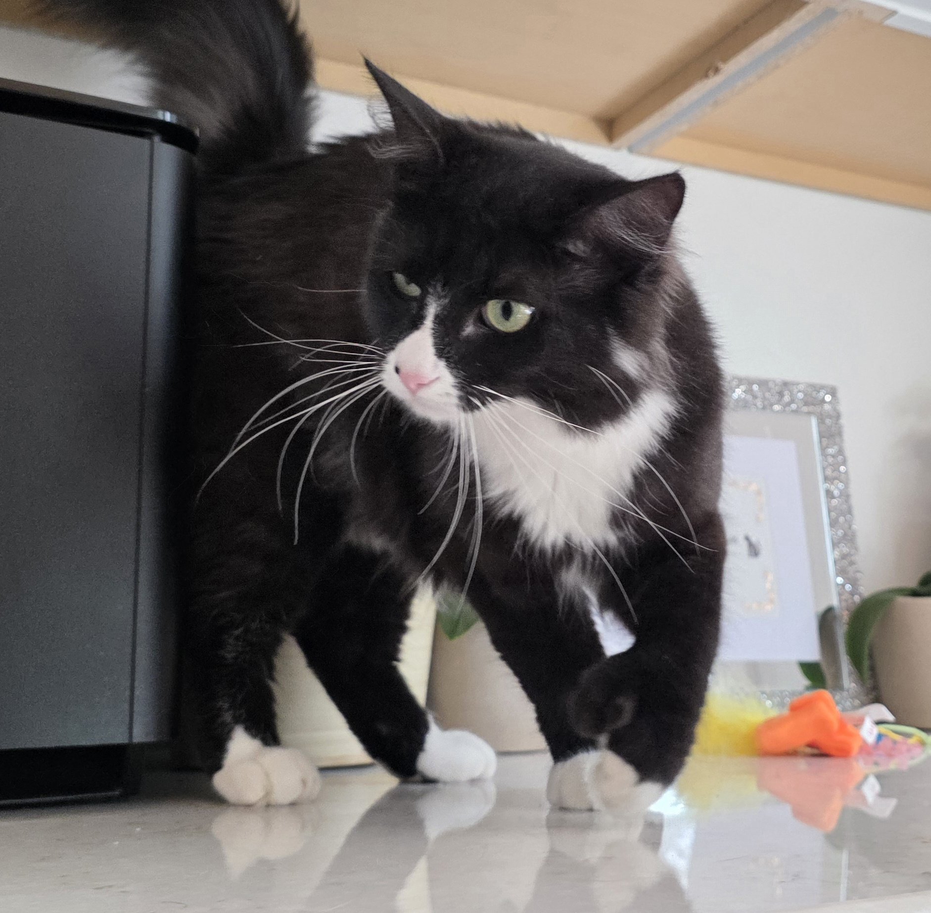 Black & White Male Tuxedo Cat for Adoption in the Brainerd, MN Area