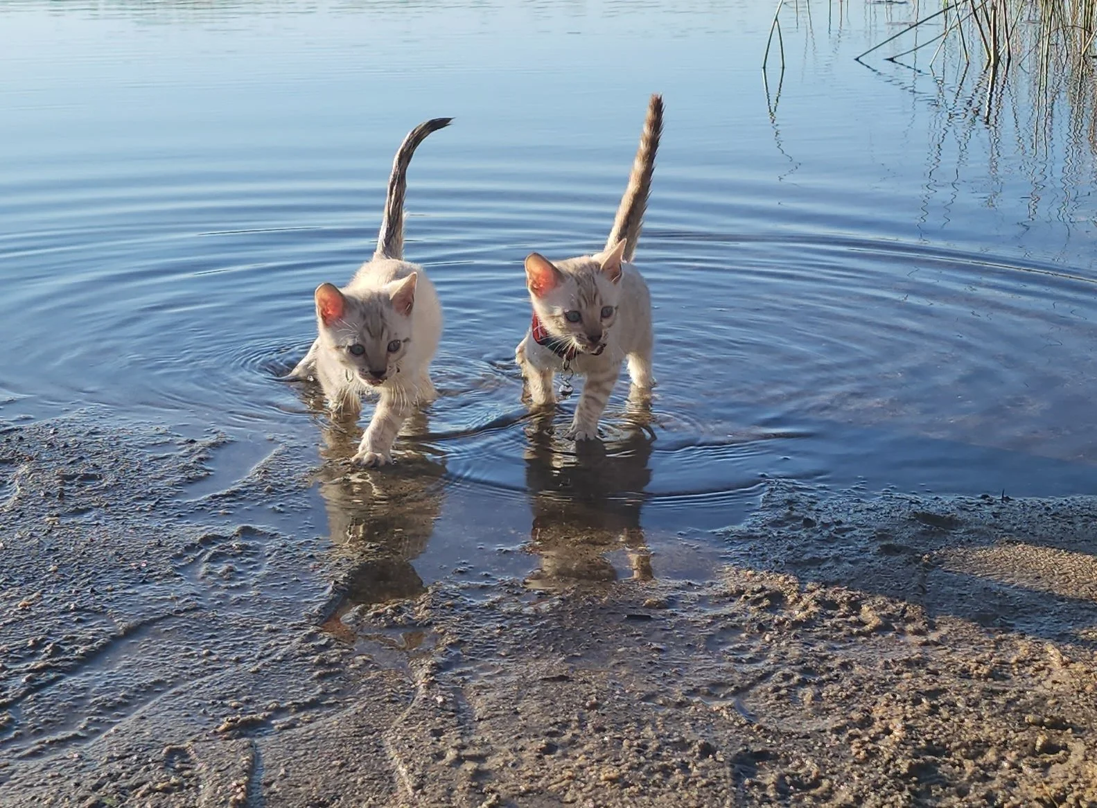 Male Snow Bengal in Minnesota