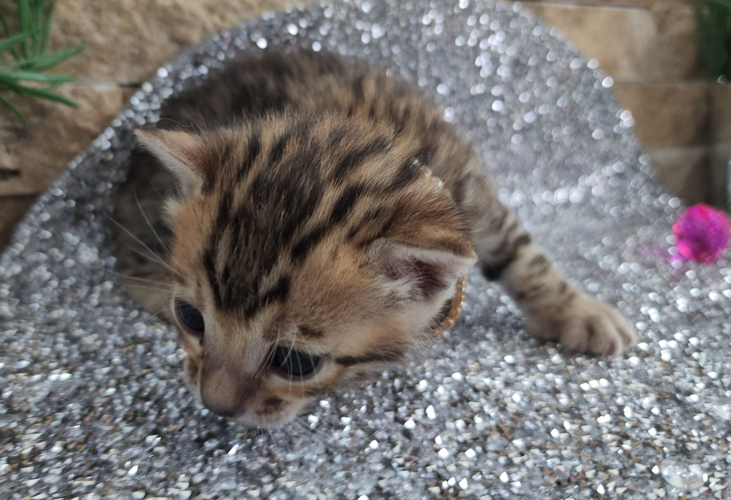 Purebred TICA Registered Female Brown Rosette Bengal Kitten Available in Minnesota