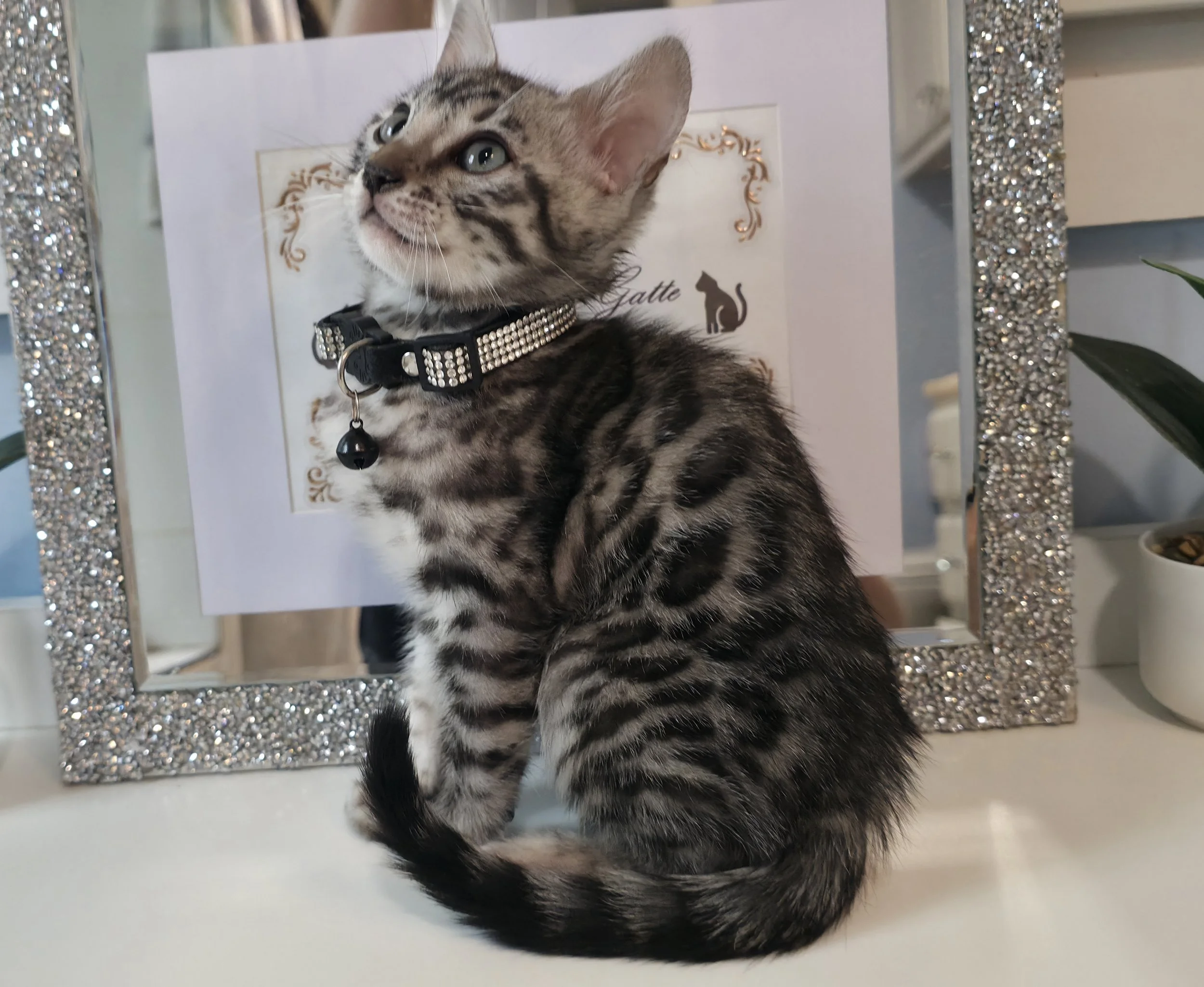 Ten-Week-Old Silver Male Bengal Kitten