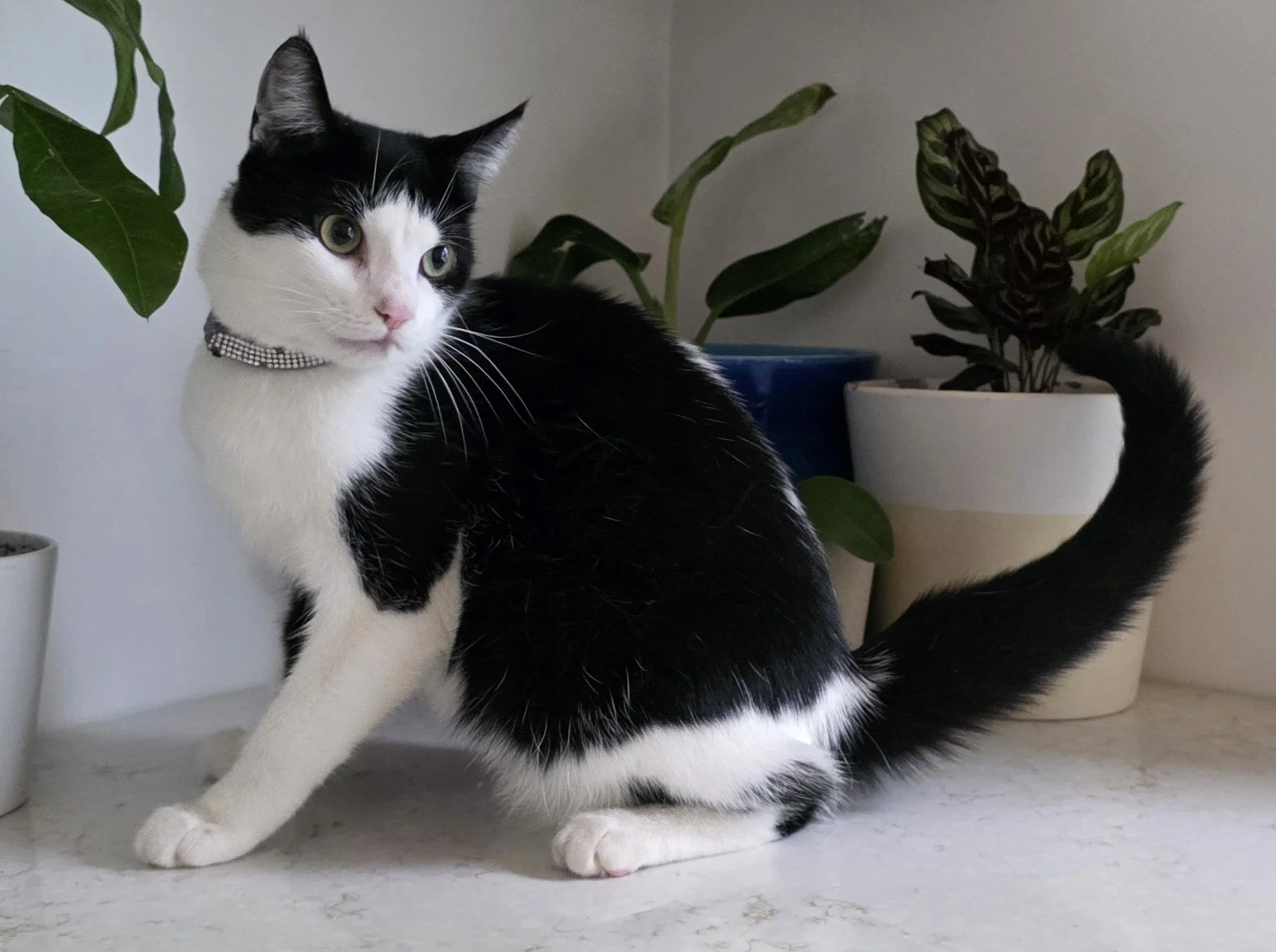Female Black and White Cat