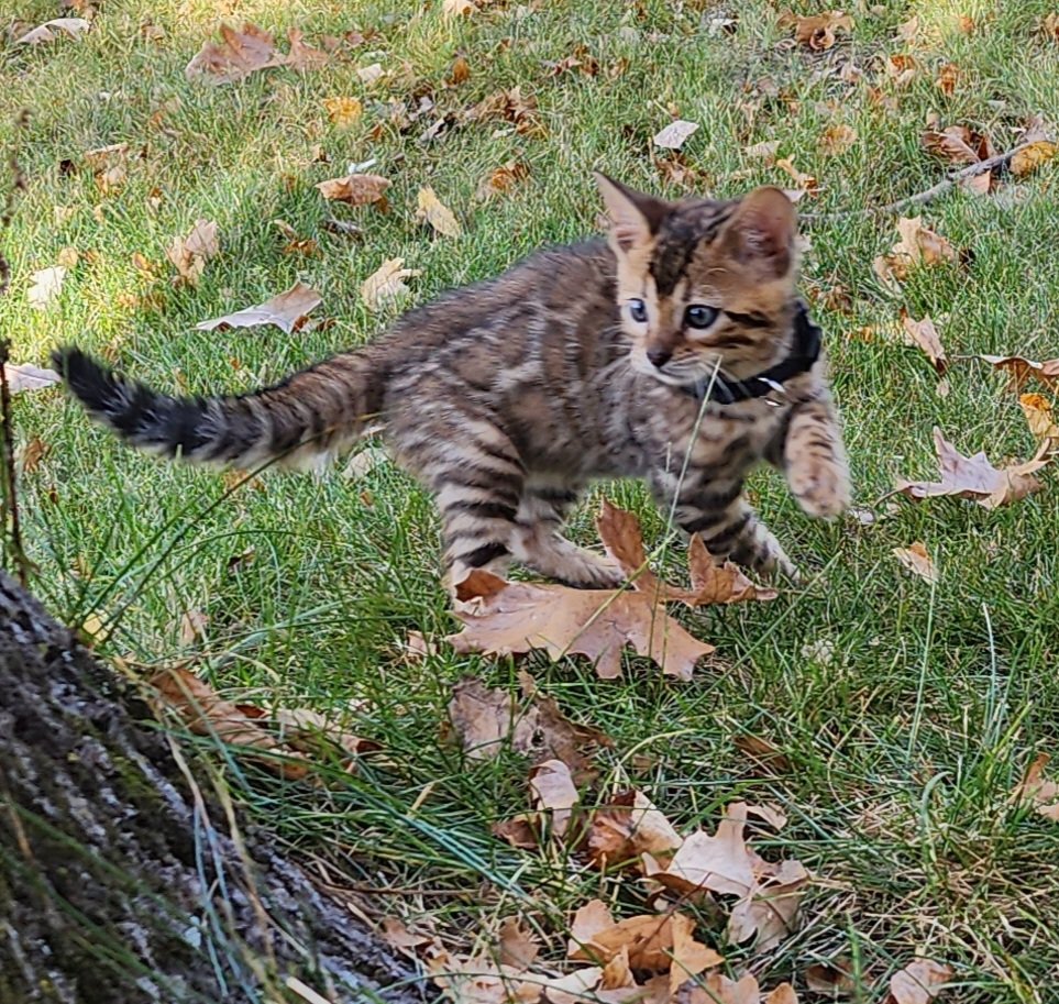 Male Brown/Black Rosette Bengal in Minnesota