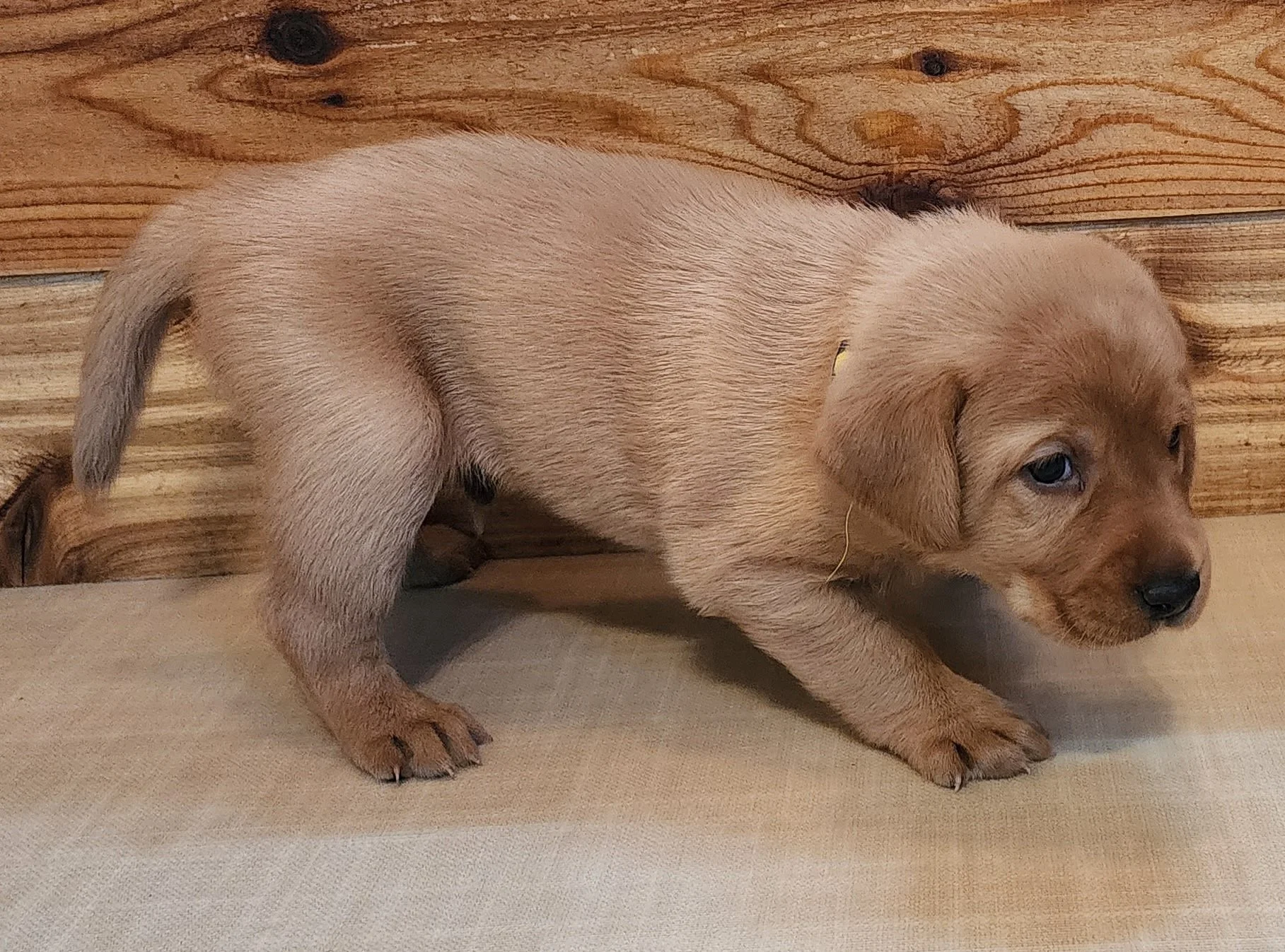 Male Yellow Fox Red Labrador Retriever Puppy in Minnesota