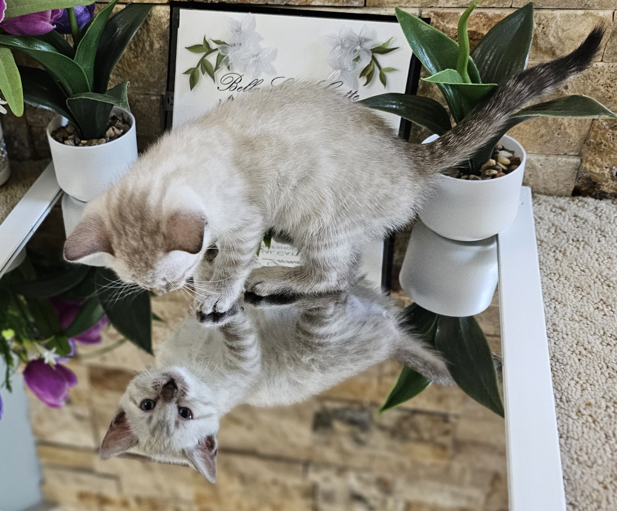 Purebred TICA Registered Female Snow Rosette Bengal Kitten in Minnesota