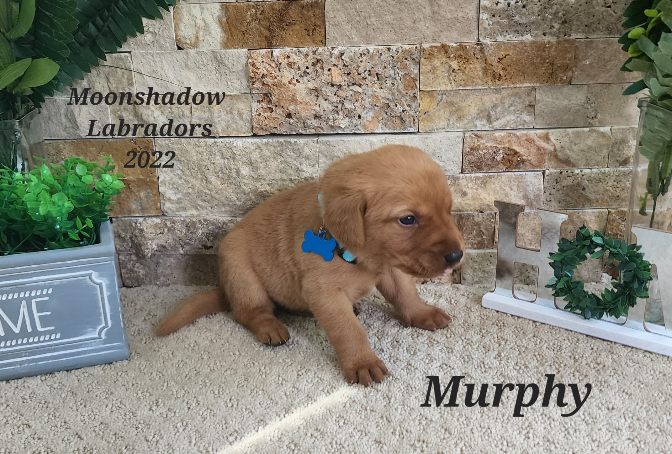 Male Yellow Fox Red Labrador Retriever Puppy in Minnesota
