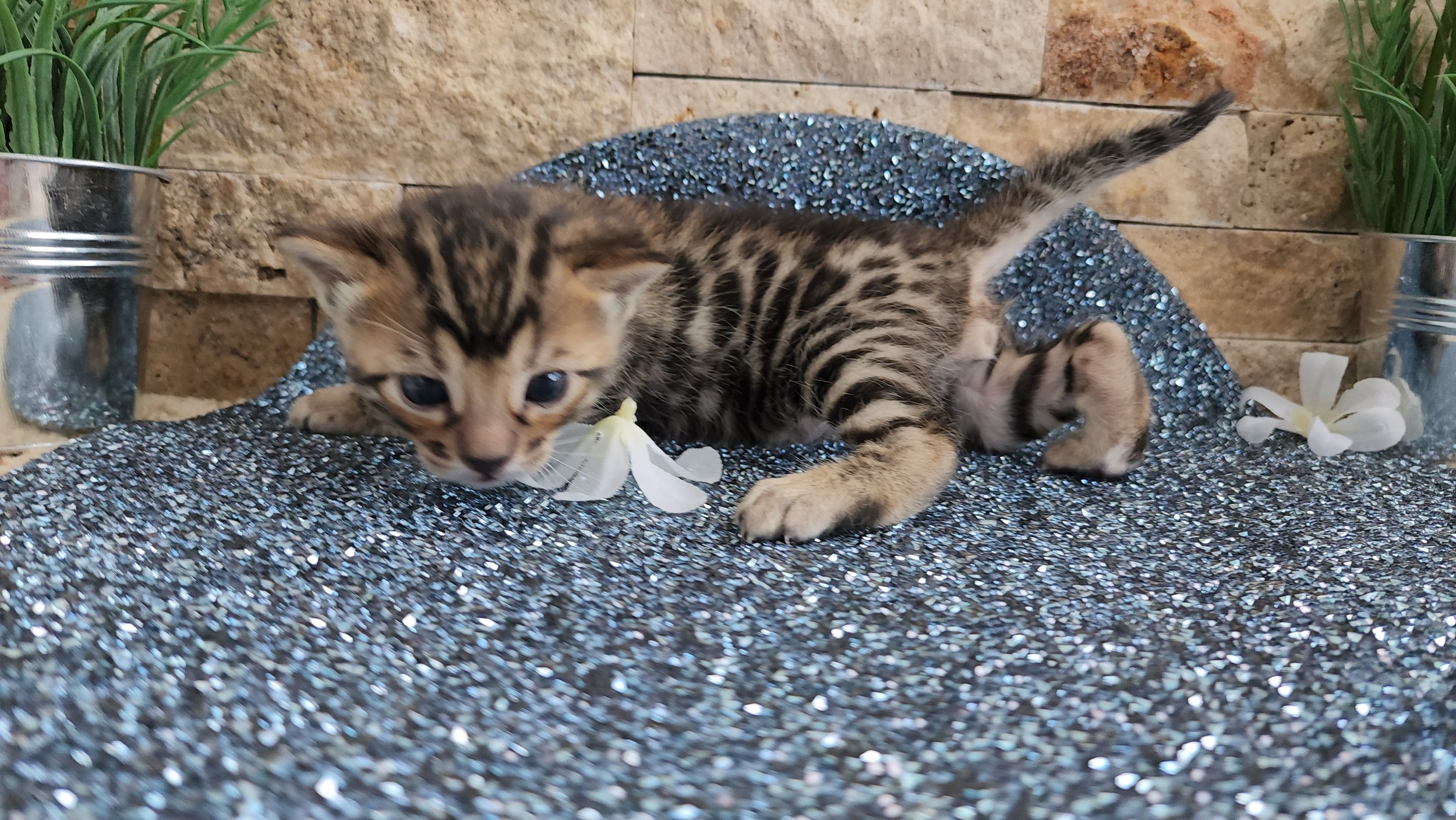 Purebred TICA Registered Male Brown Rosette Bengal Kitten Available in Minnesota