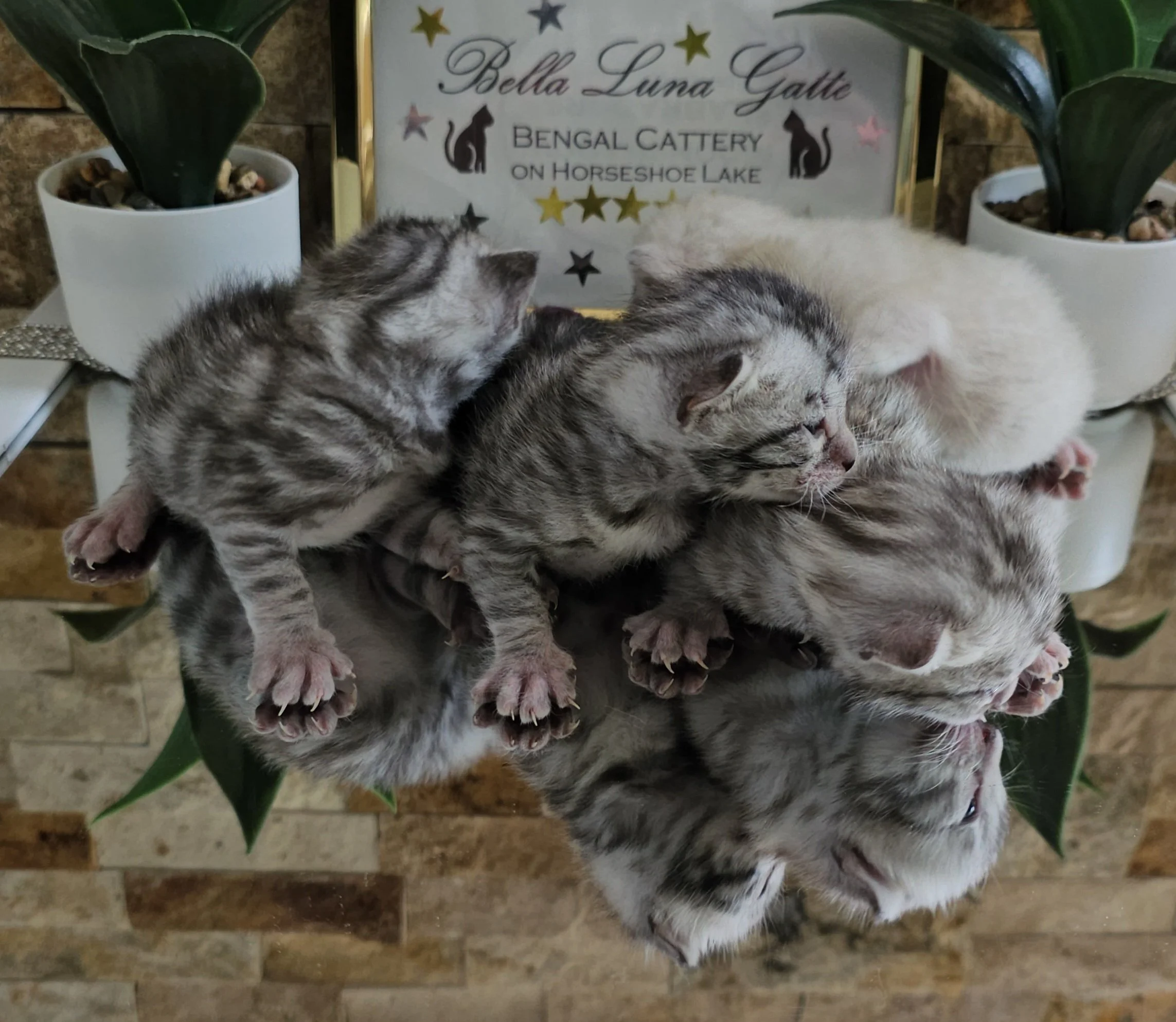 Purebred TICA Registered Male and Female Snow and Silver Rosette Bengal Kitten Available in Minnesota