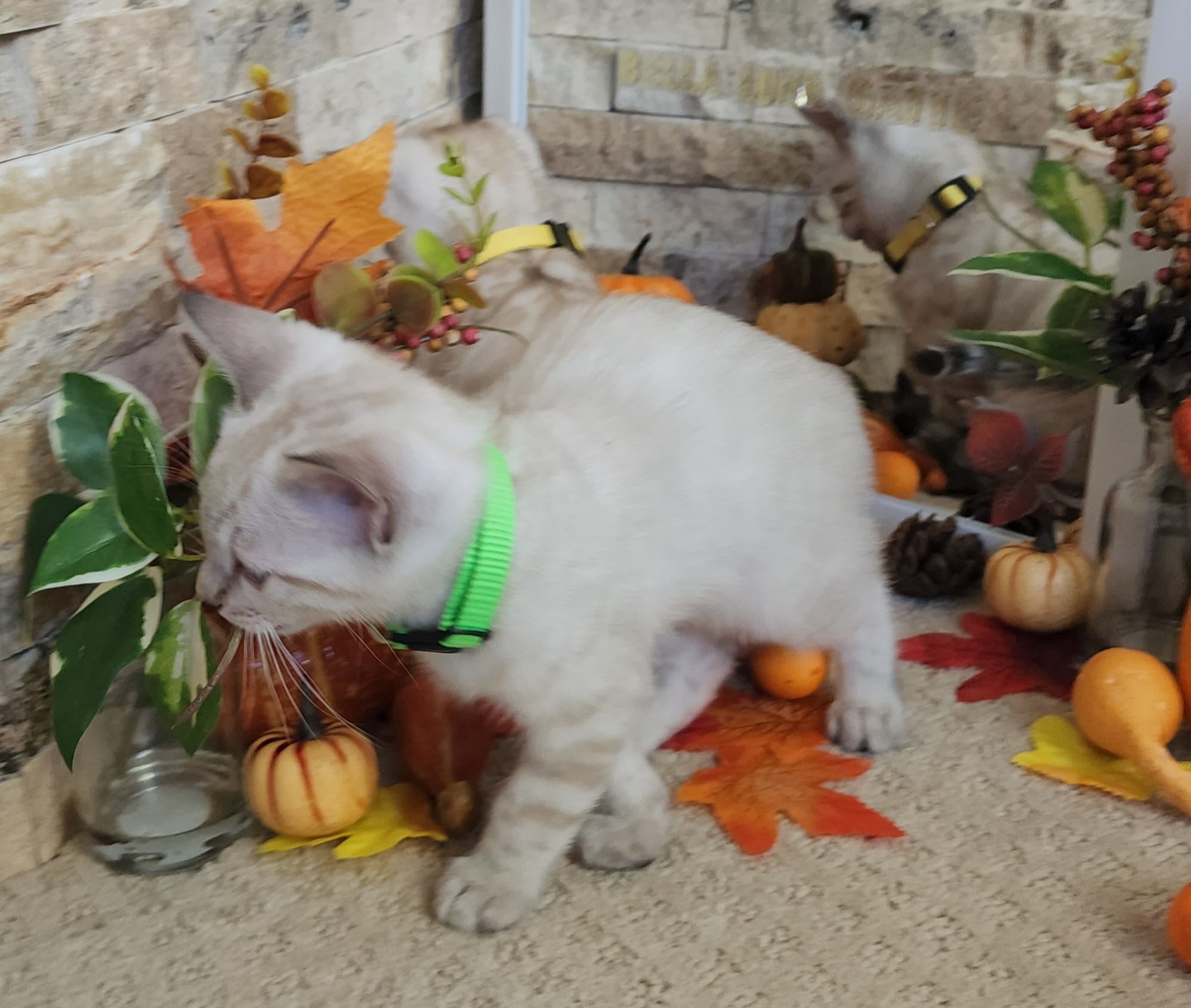 Male Snow Bengal in Minnesota