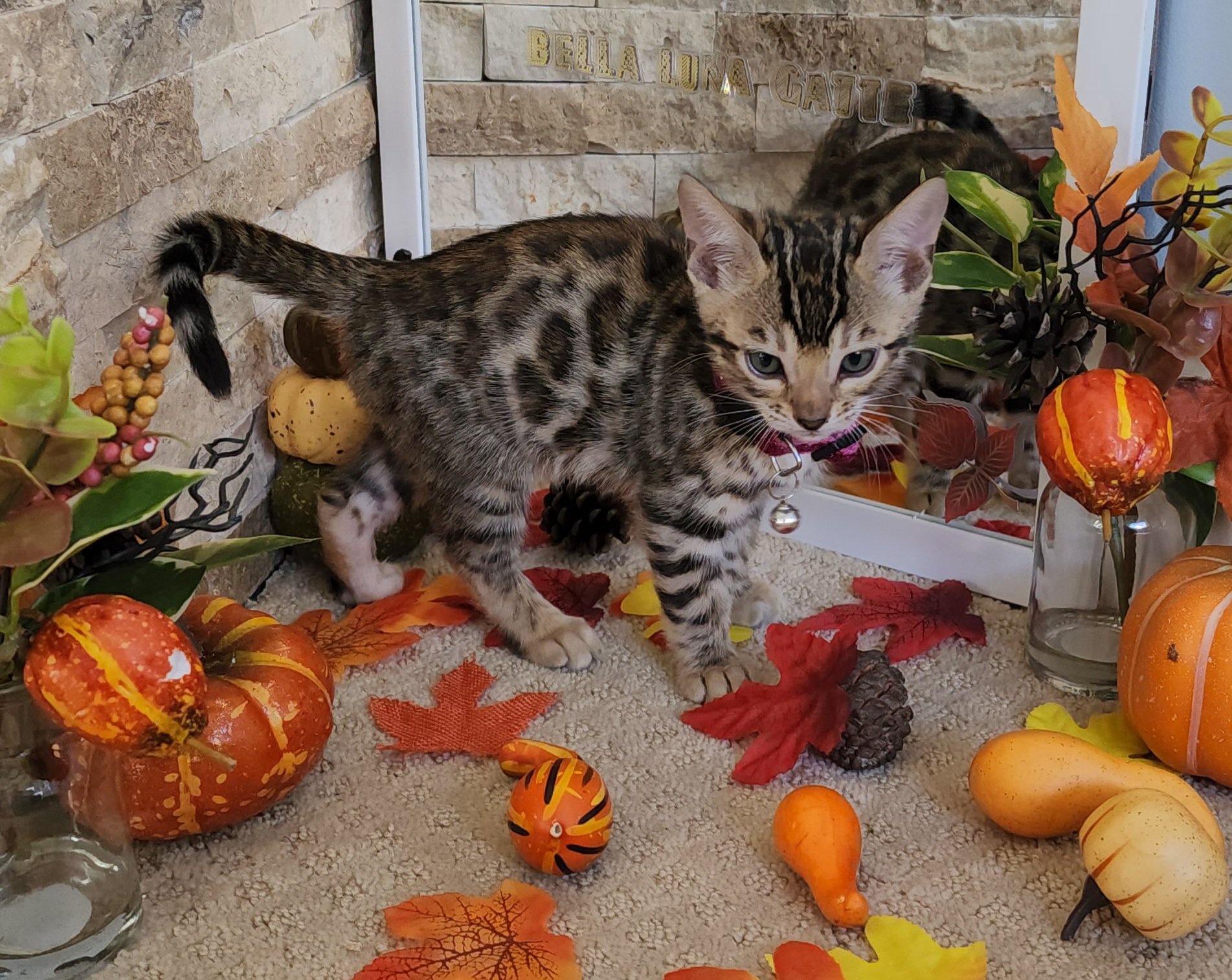 Female Brown/Black Rosette Bengal in Minnesota