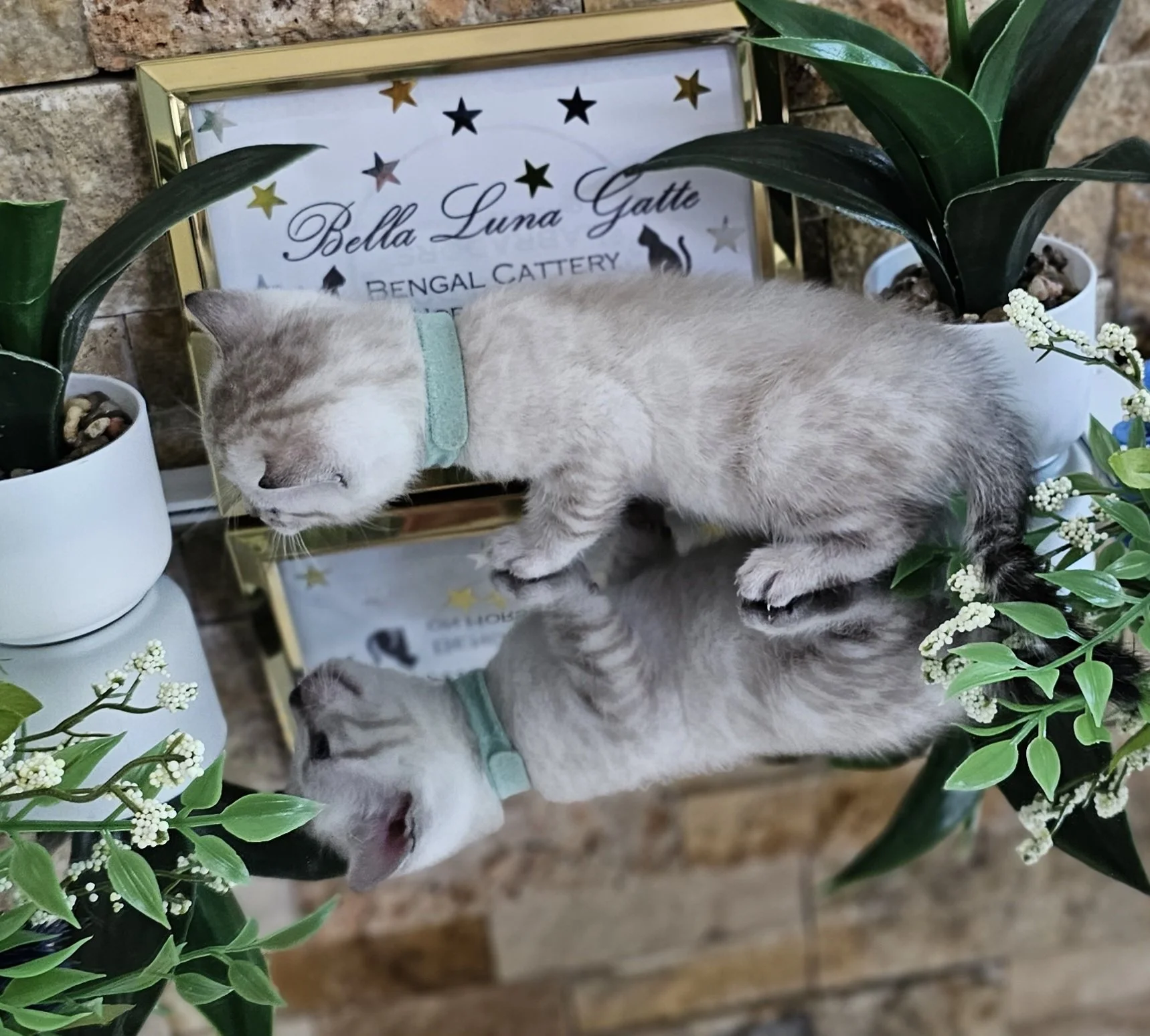 Purebred TICA Registered Male Snow Rosette Bengal Kitten in Minnesota