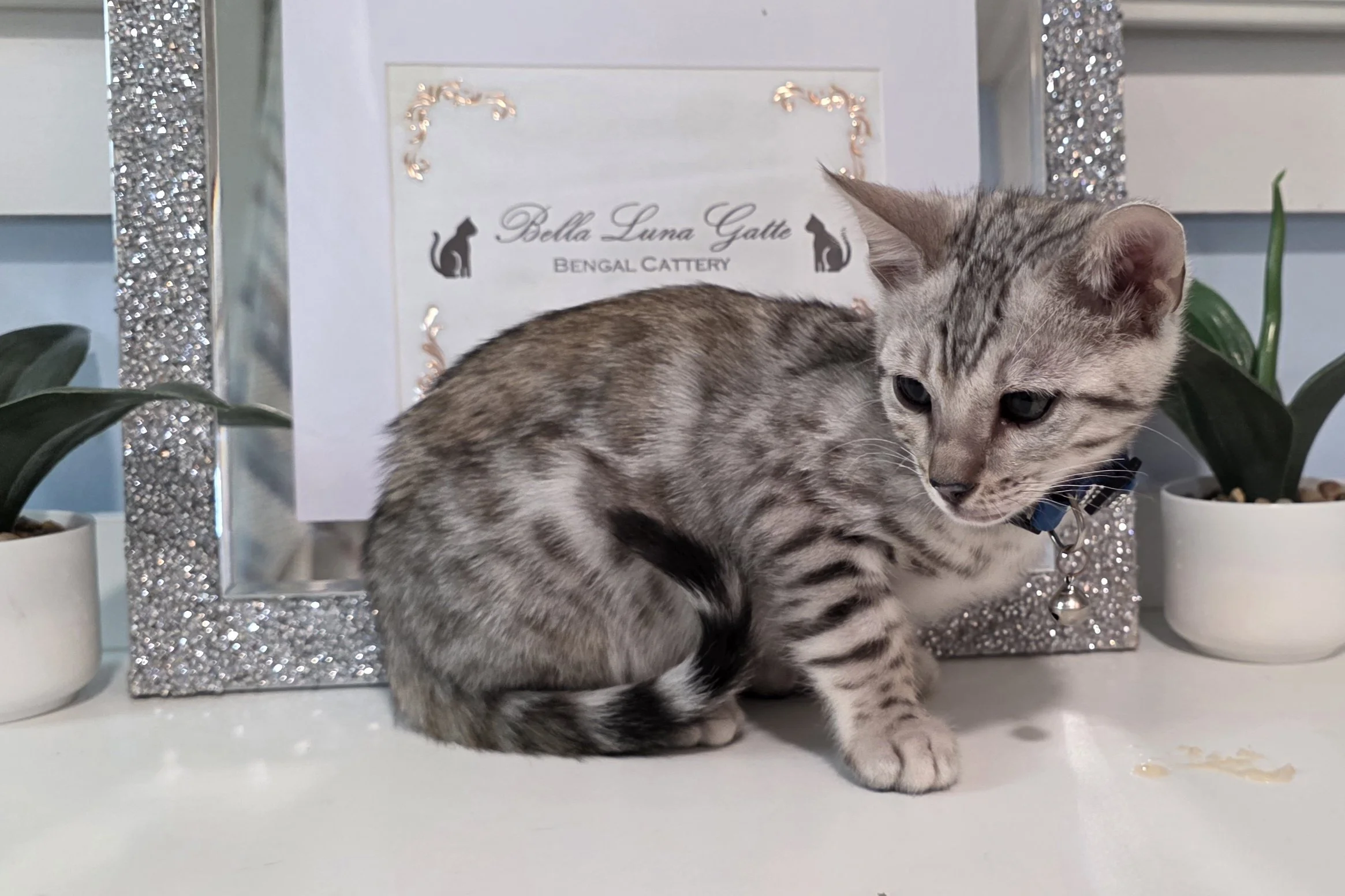 Ten-Week-Old Silver Tarnish Male Bengal Kitten