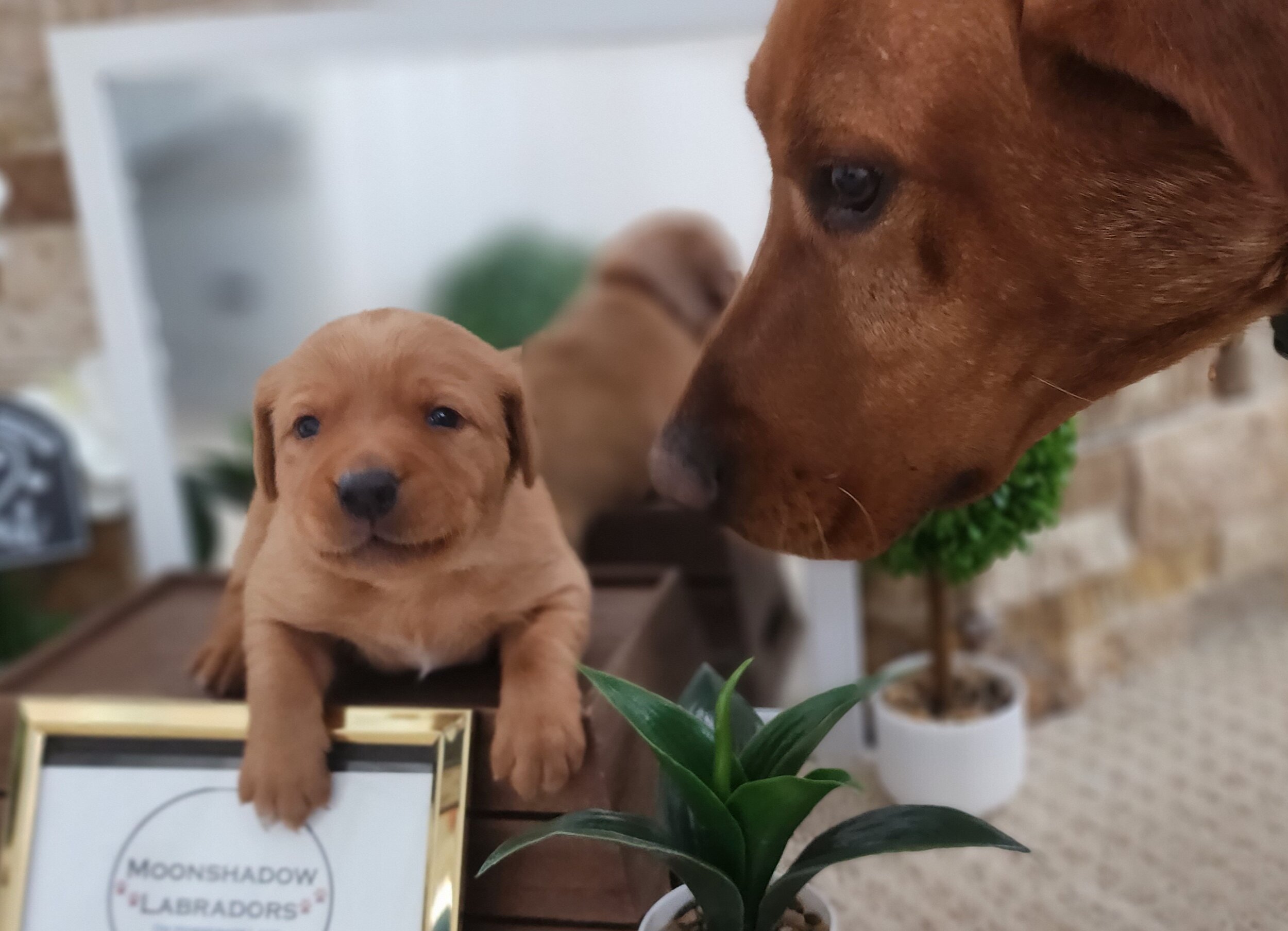 Male Yellow Fox Red Labrador Retriever Puppy in Minnesota