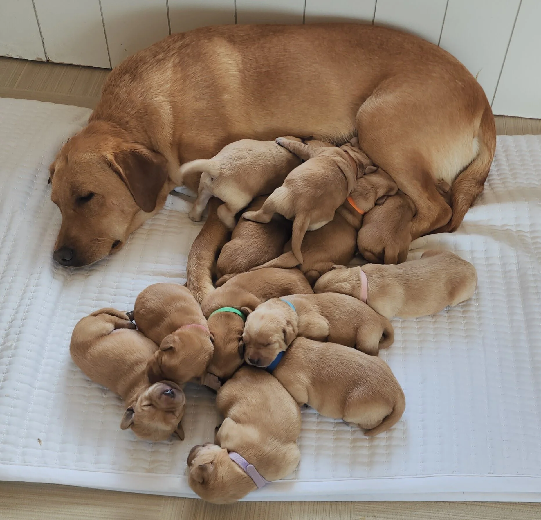 OFA Health Tested AKC Yellow Fox Red Labrador Retriever Puppies Available in Minnesota