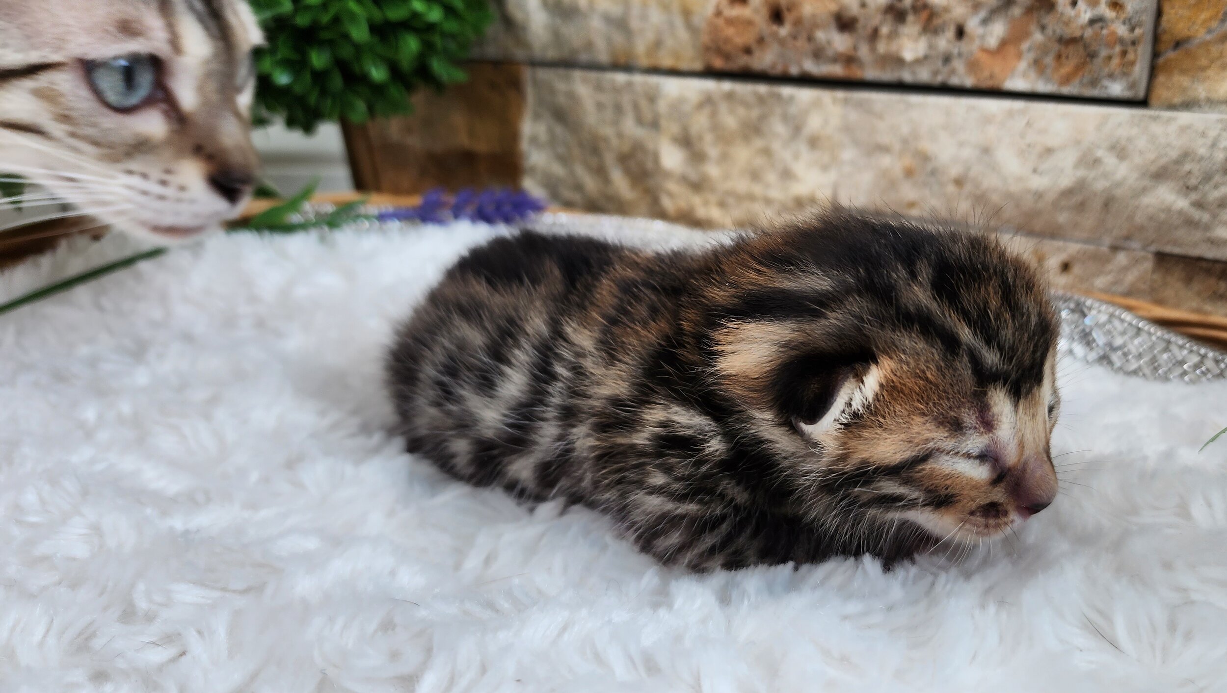 Purebred TICA Registered Male Brown Rosette Bengal Kitten Available in Minnesota