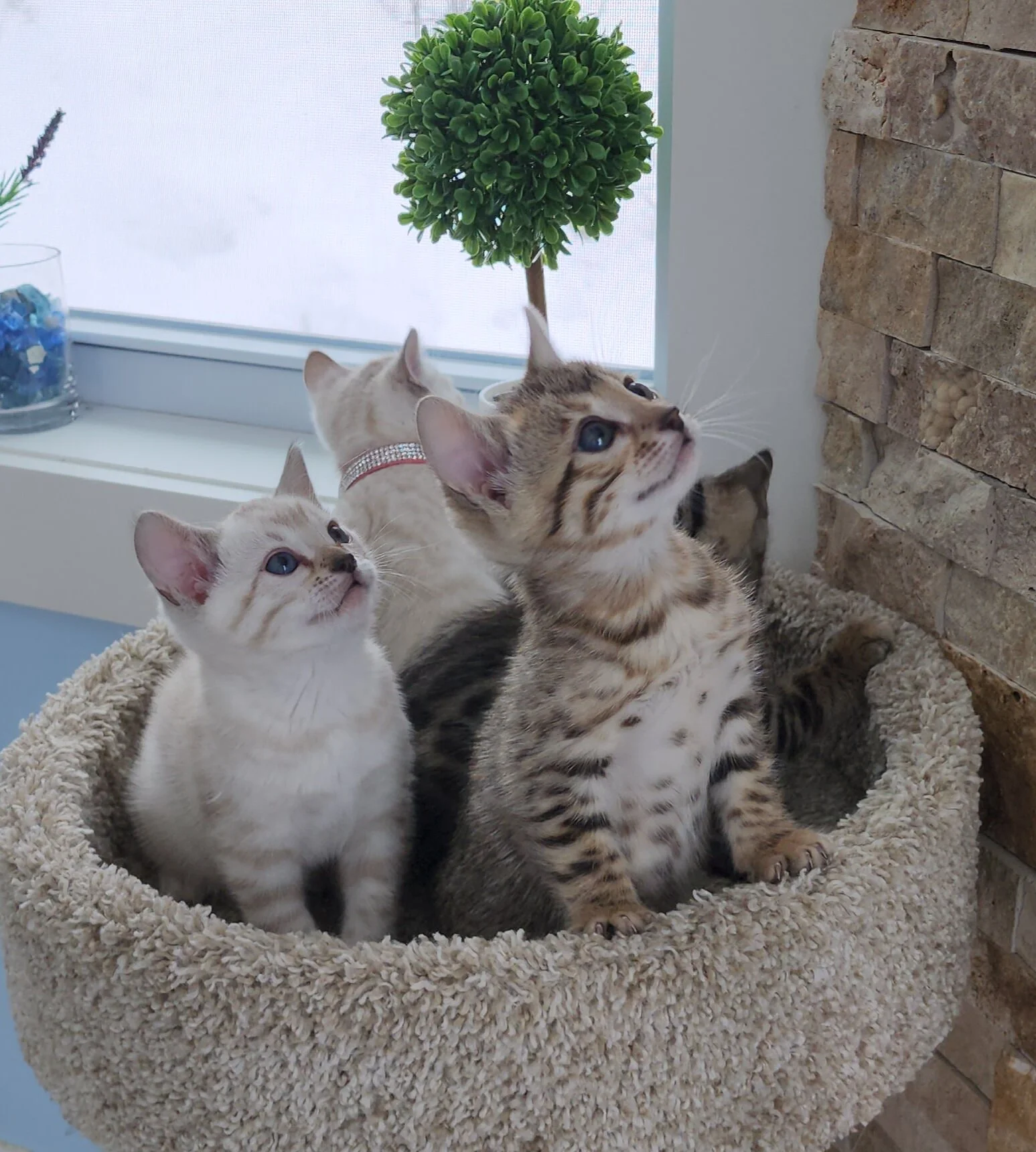 Purebred TICA Registered Male and Female Snow and Brown Rosette Bengal Kitten Available in Minnesota