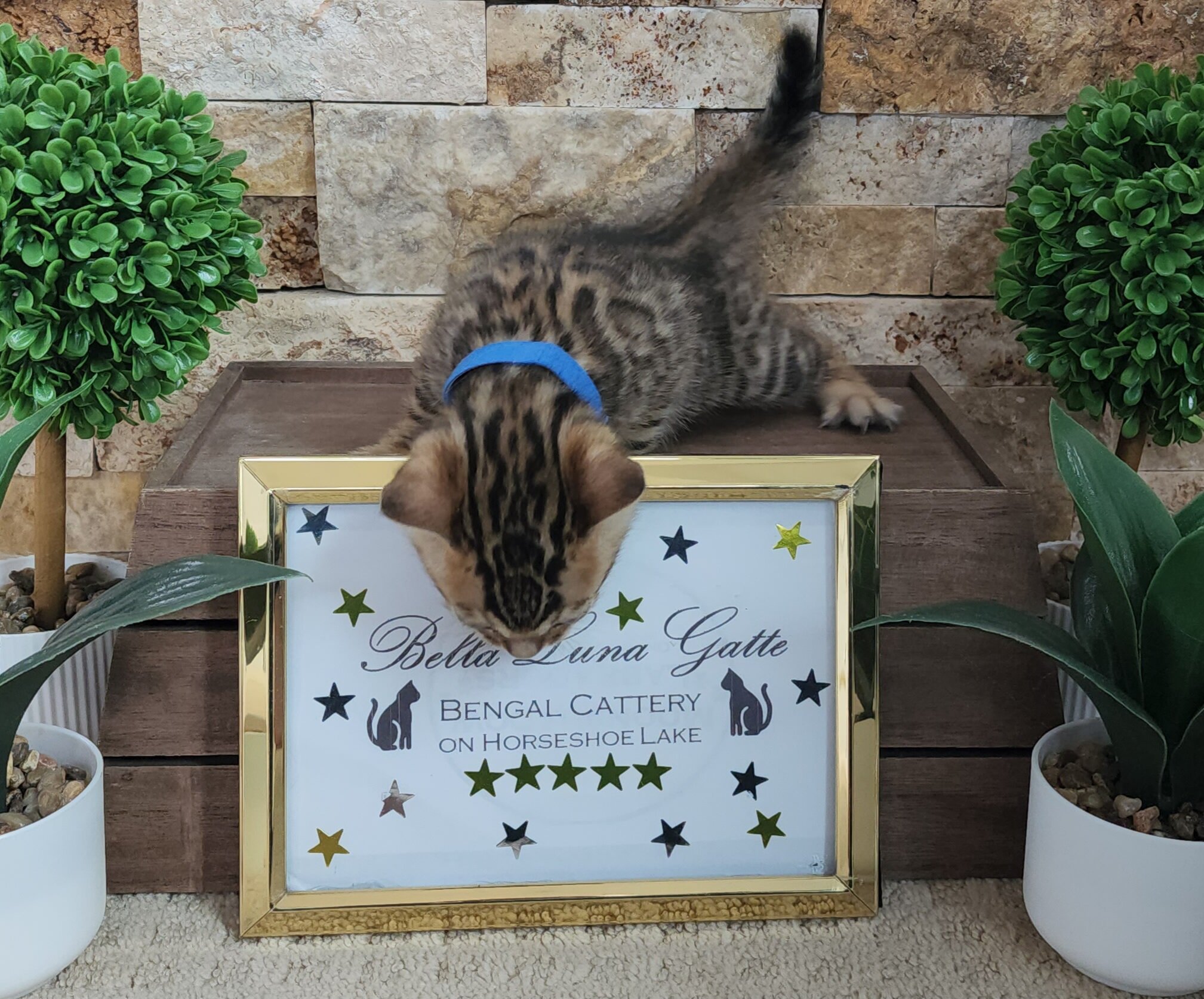Purebred TICA Registered Female Brown Rosette Bengal Kitten Available in Minnesota