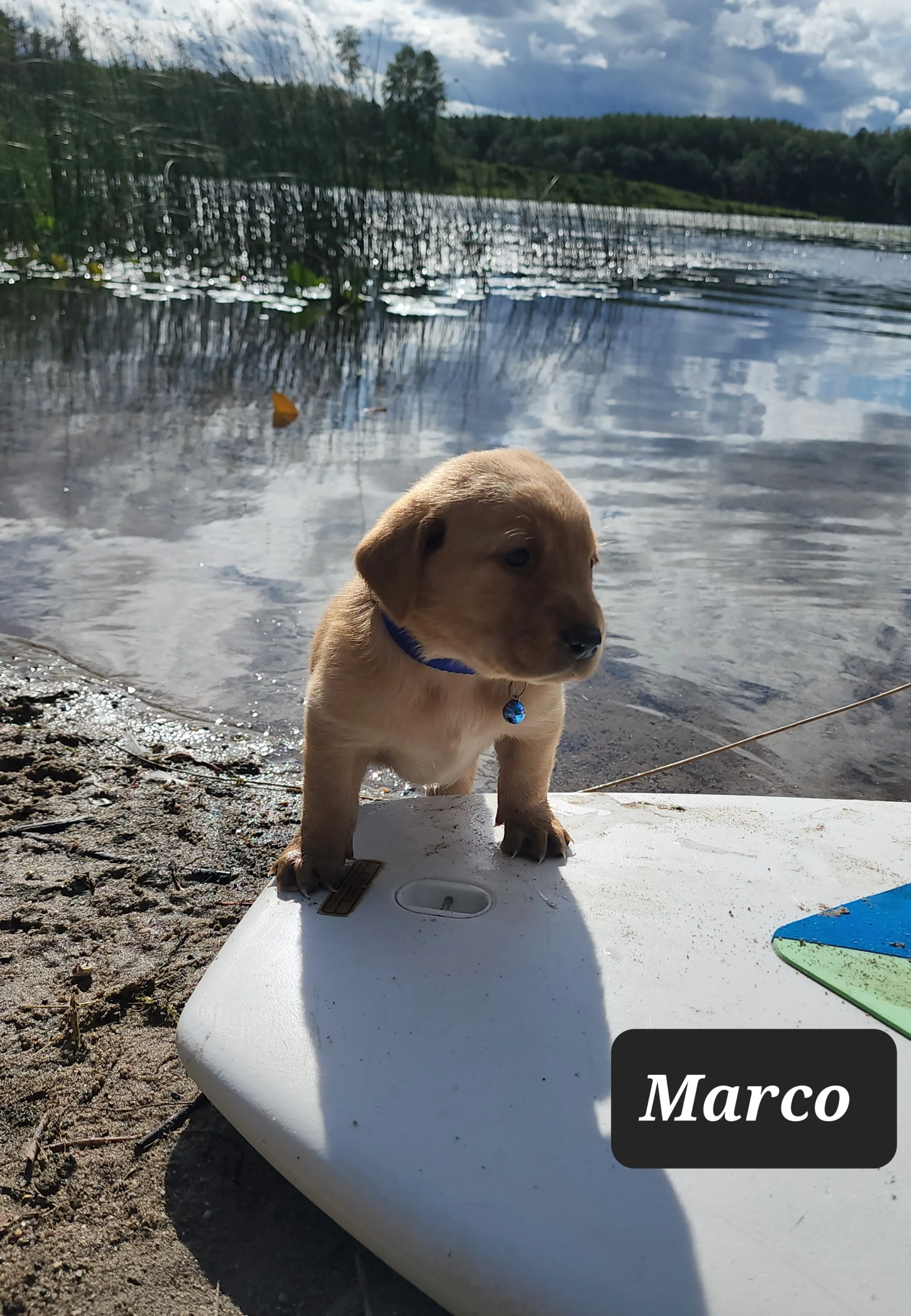 AKC Yellow Fox Red Labrador Retriever Puppies Available in Minnesota
