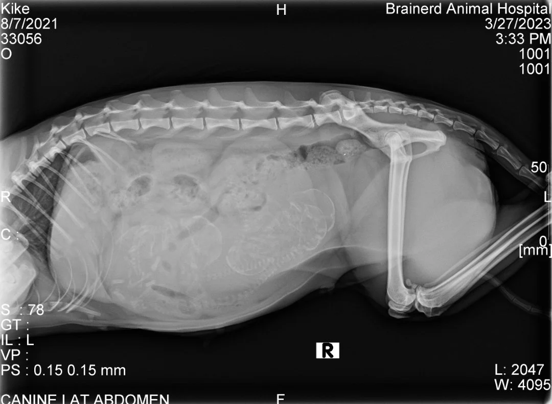 X-Ray of a pregnant Bengal Cat