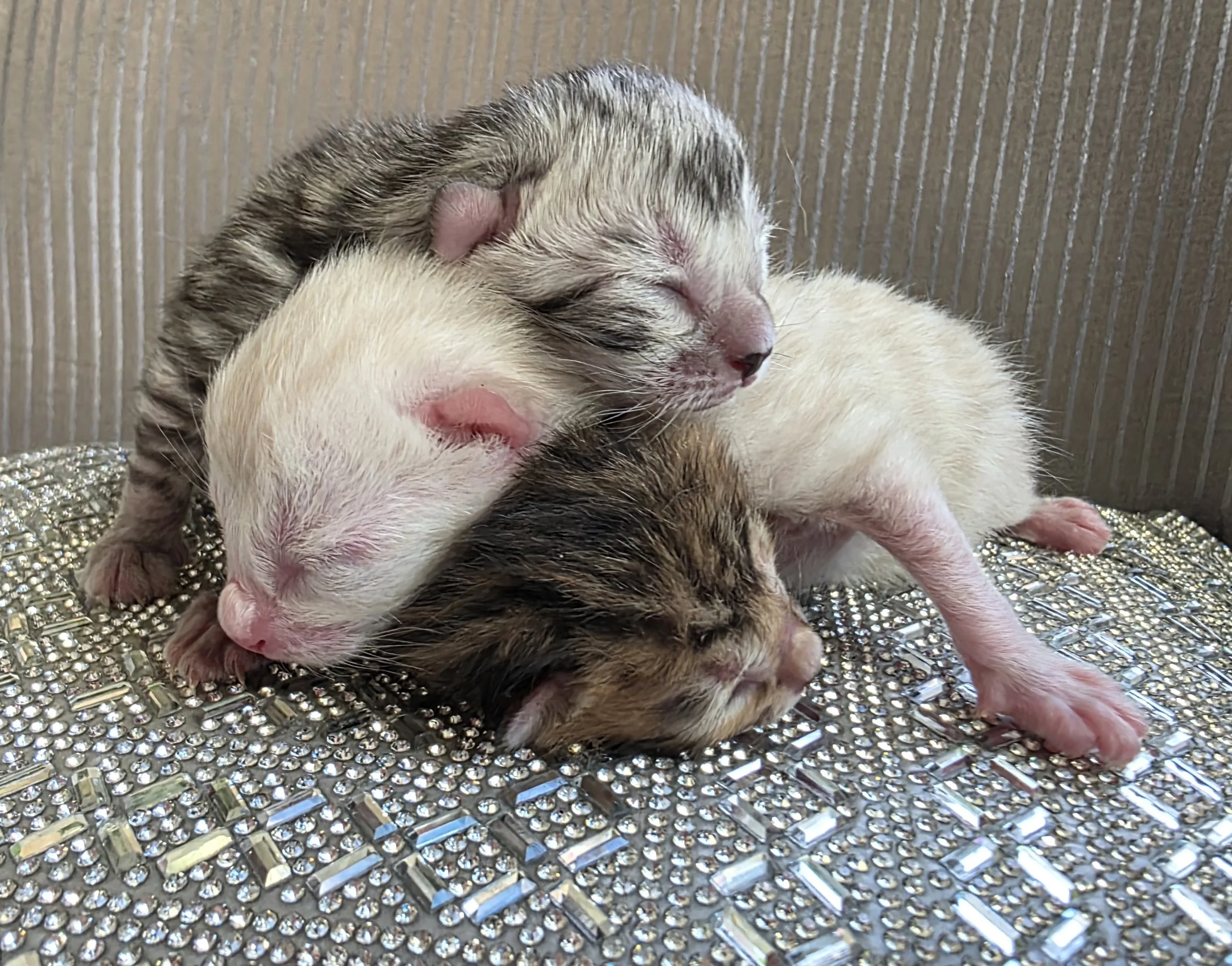 Newborn Bengal Kittens