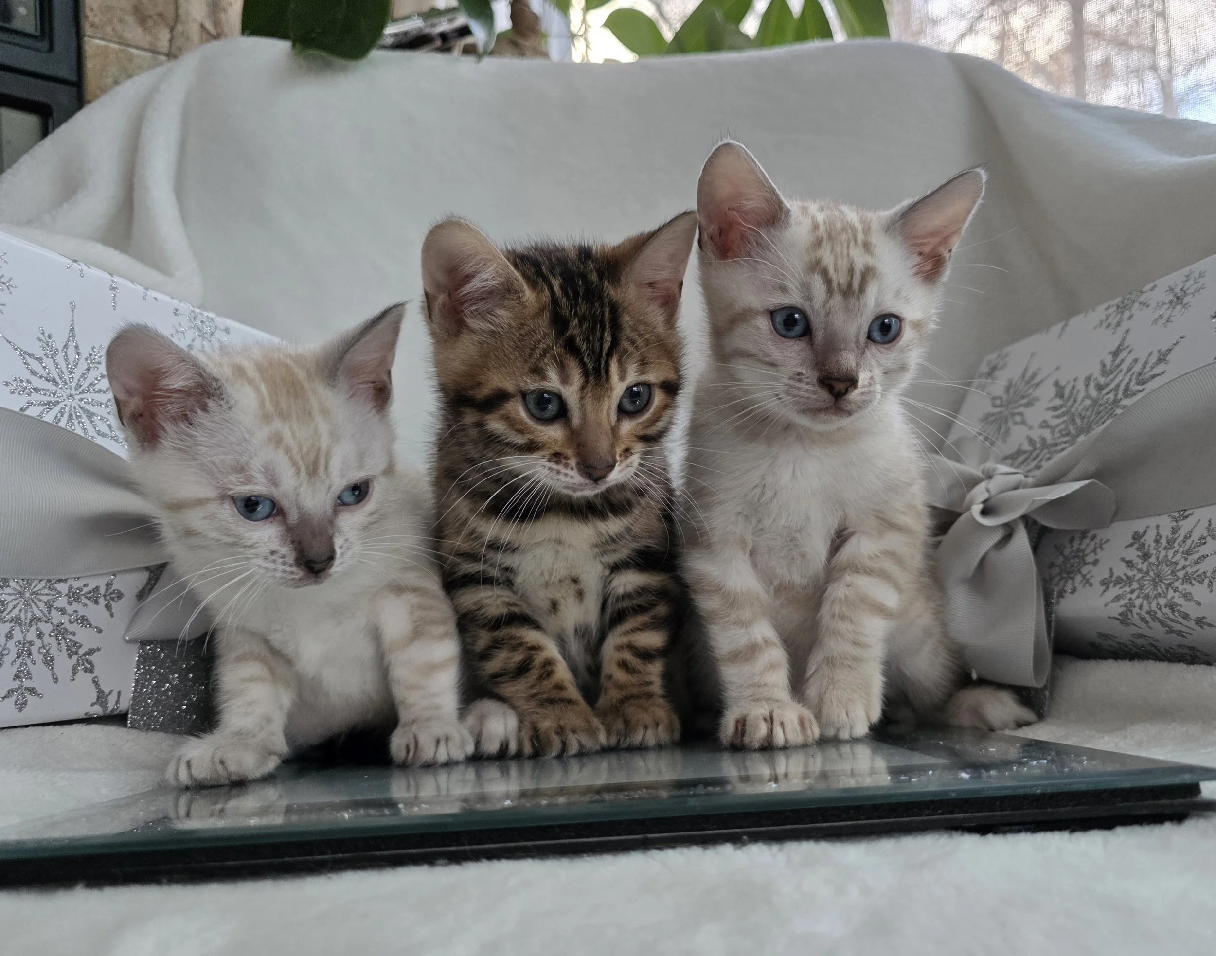 Snow Lynx and Brown Rosette Bengal Kittens
