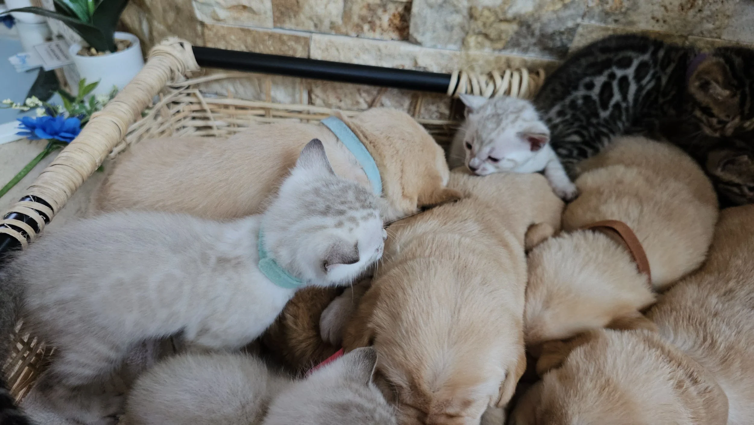 Labrador Retriever Puppies and Bengal Kittens
