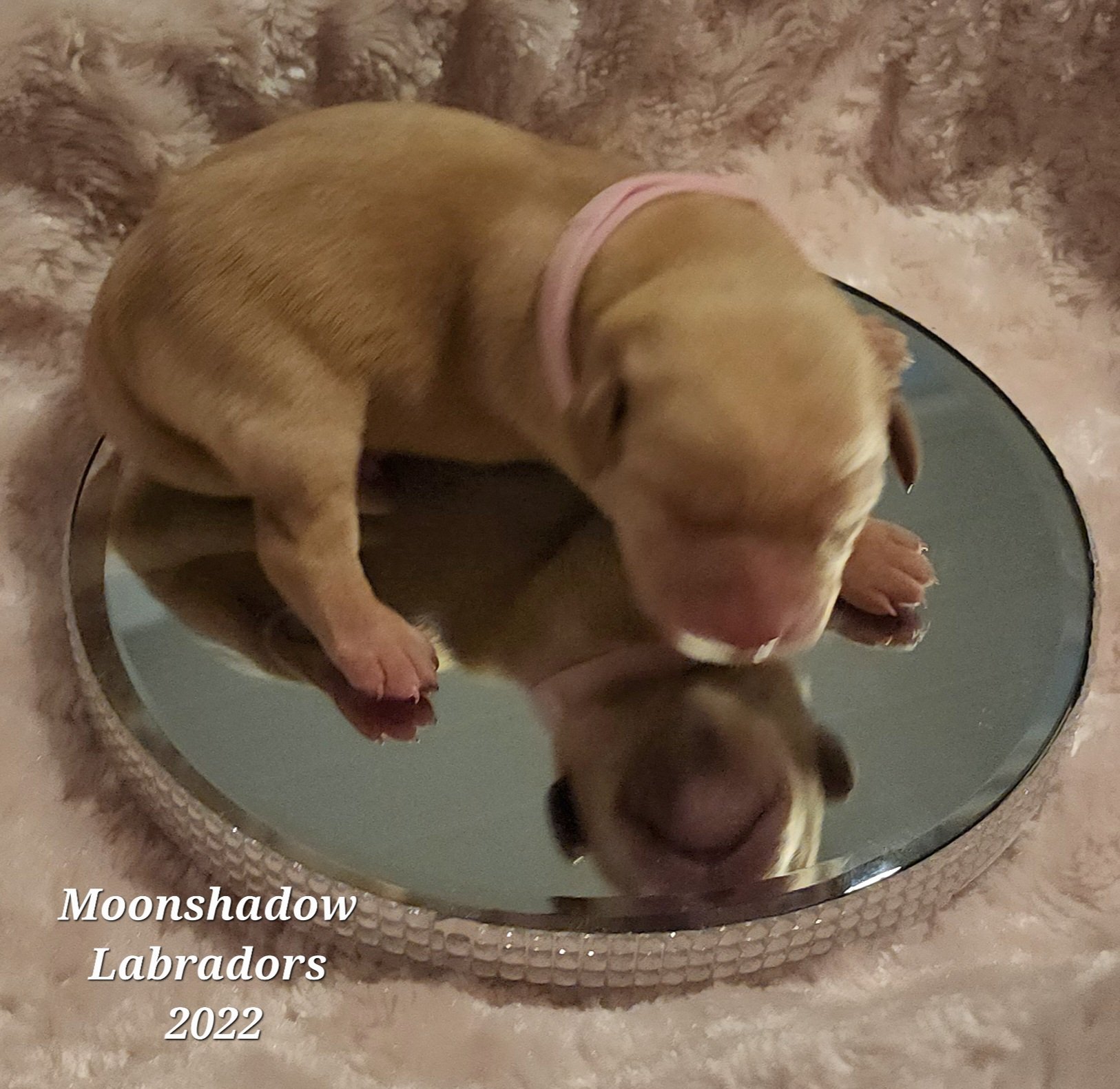 Female Yellow Fox Red Labrador Retriever Puppy in Minnesota