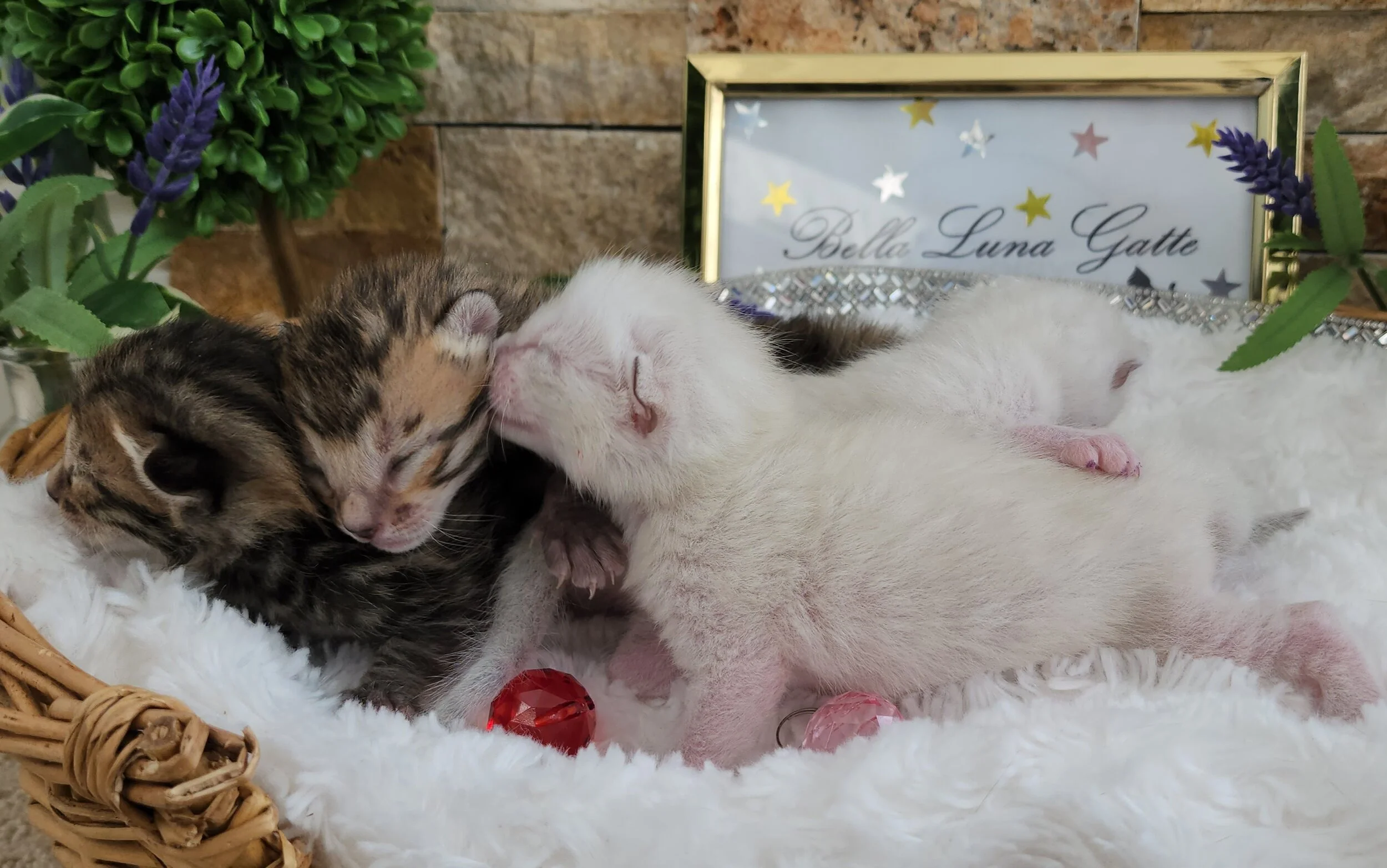 Brown and Snow Rosette Bengal Kittens Available in Minnesota 