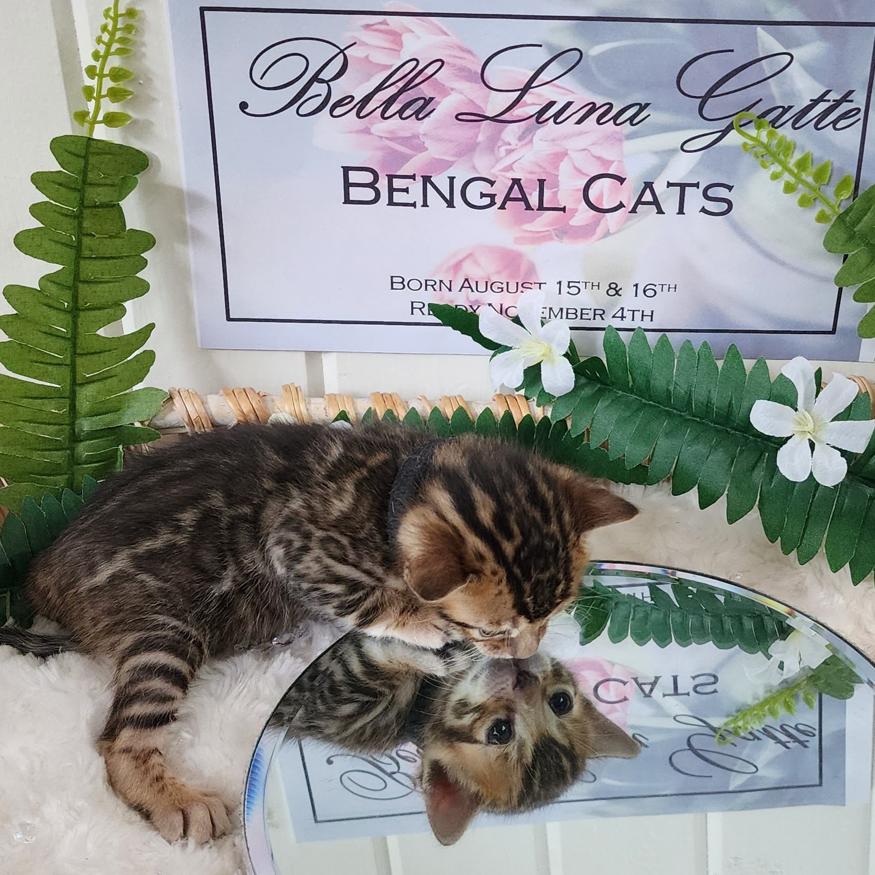 Male Brown/Black Rosette Bengal in Minnesota
