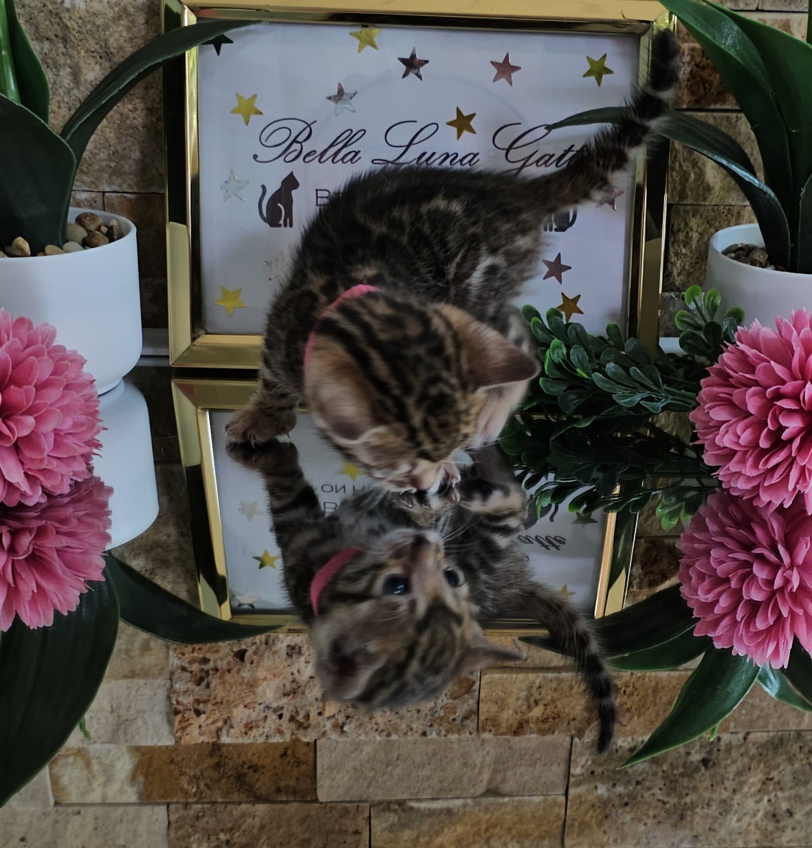 Purebred TICA Registered Female Brown Rosette Bengal Kitten Available in Minnesota