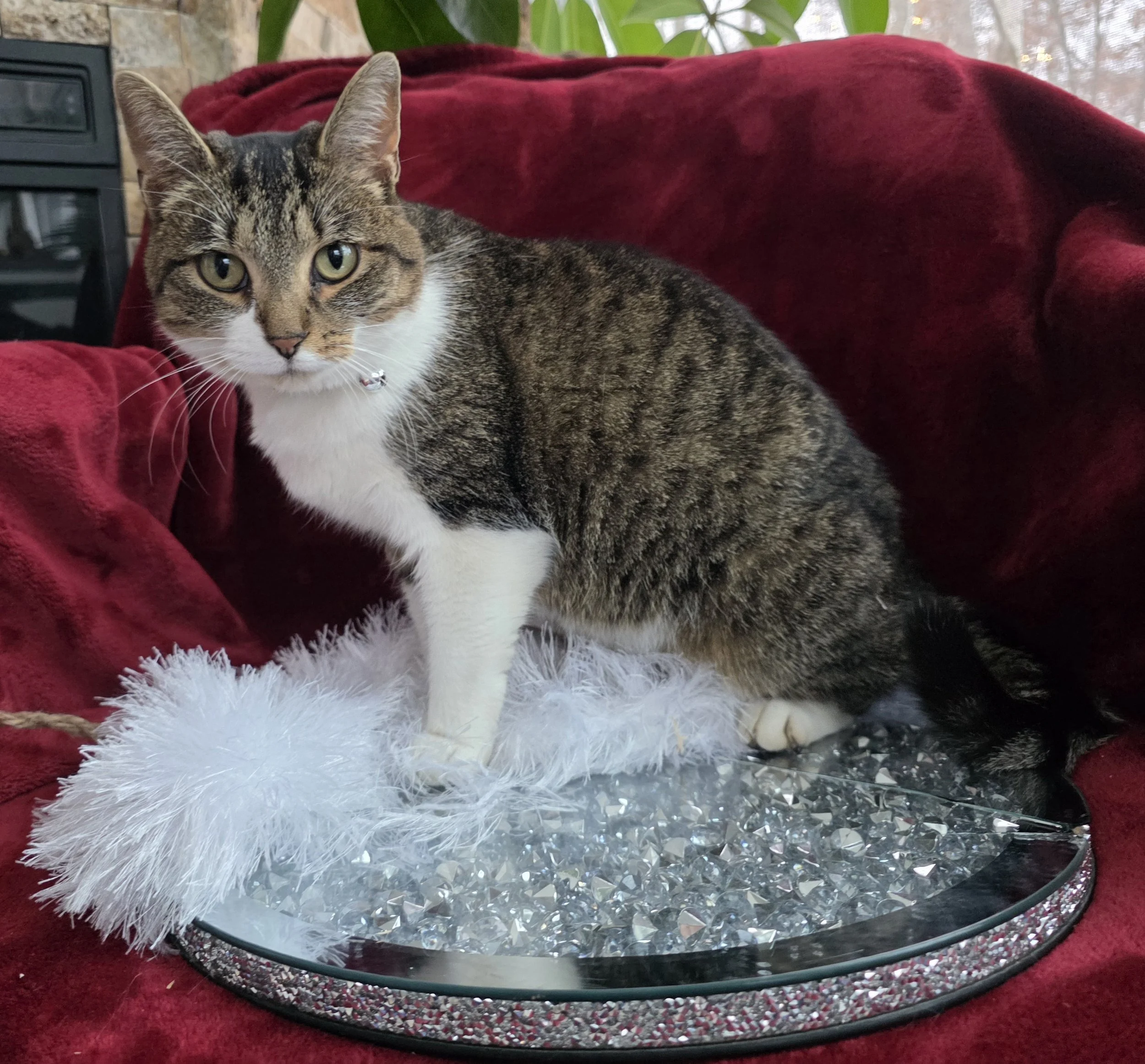 Female Tabby and White Cat