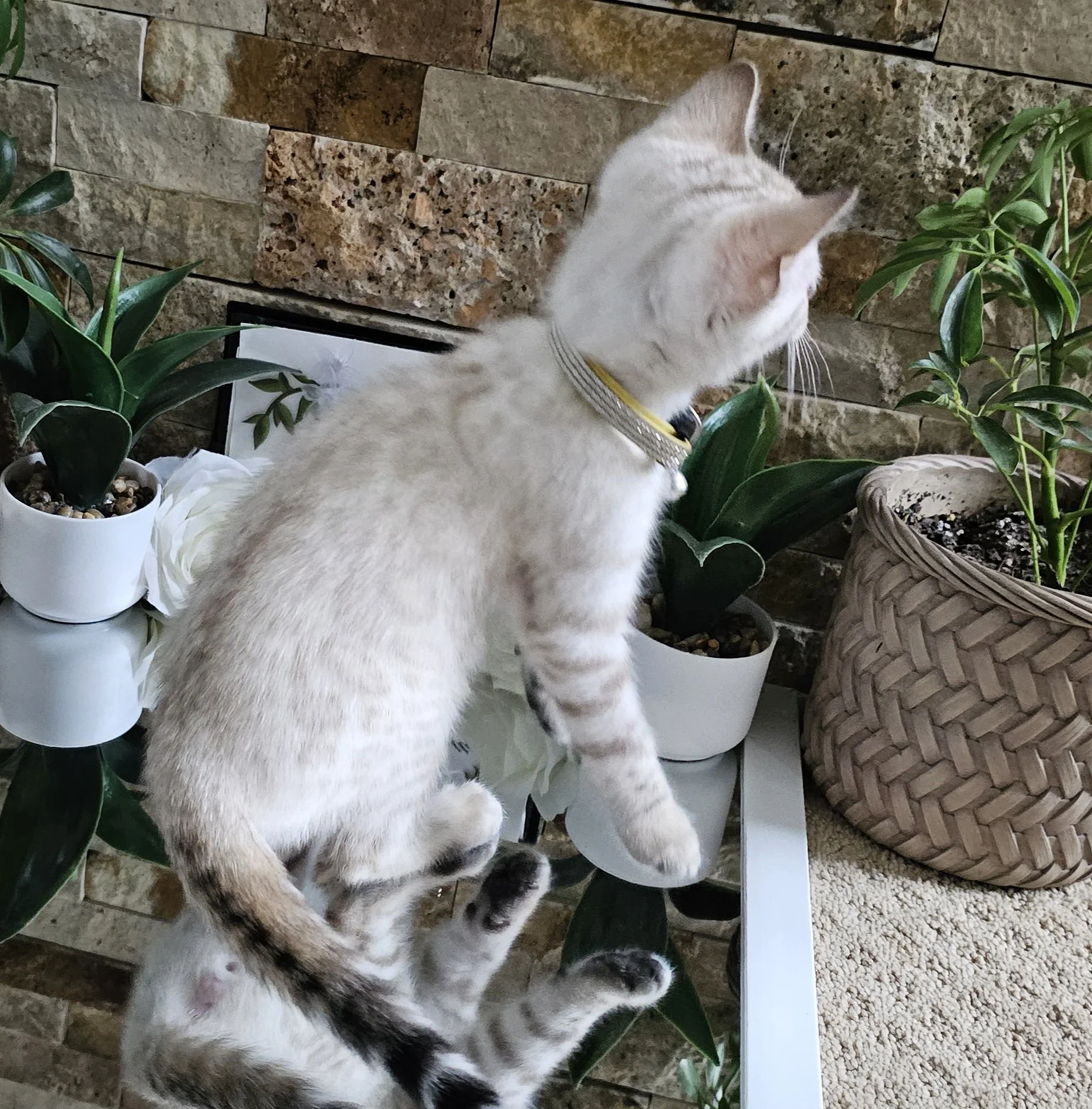Purebred TICA Registered Male Snow Rosette Bengal Kitten in Minnesota