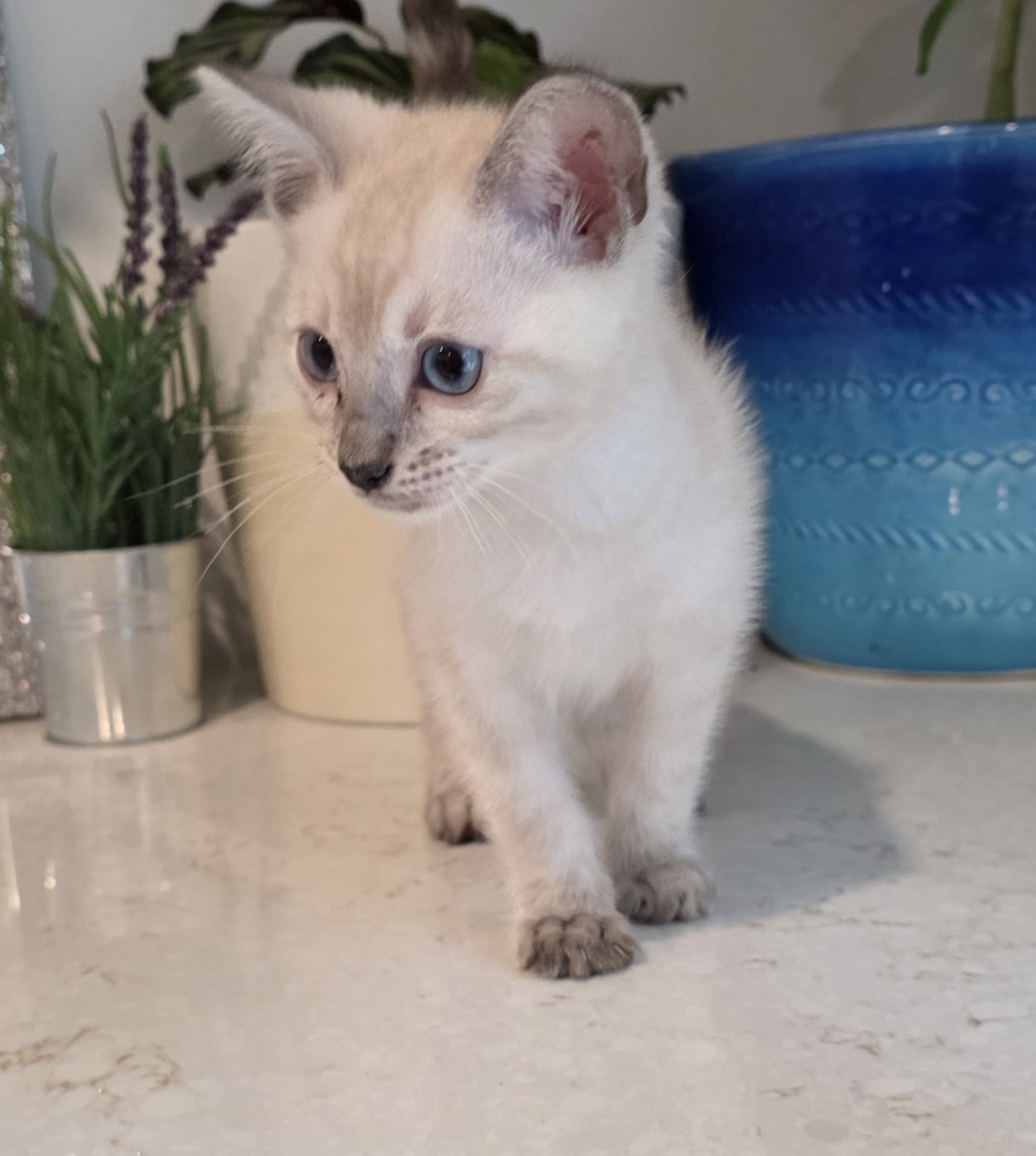 Ten-Week-Old Male Snow Lynx Bengal Kitten 