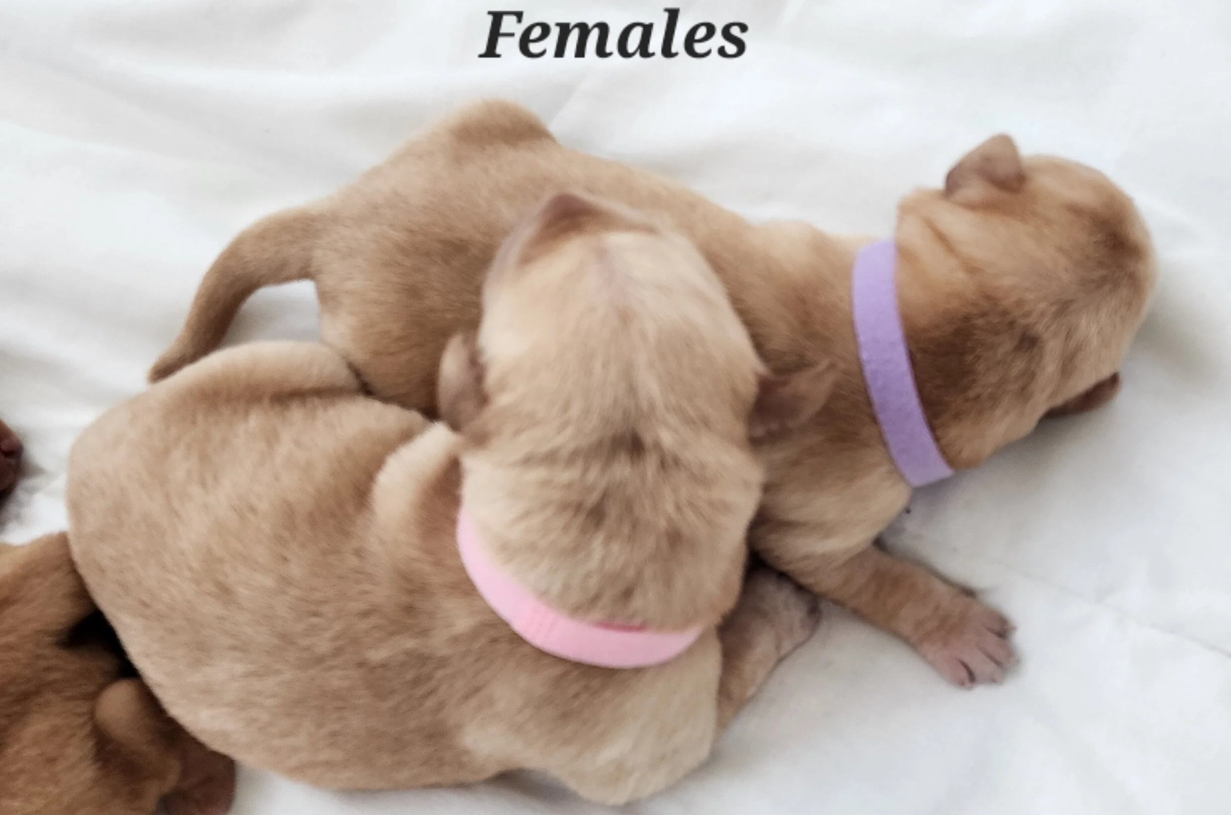 OFA Health Tested AKC Yellow Fox Red Labrador Retriever Puppies Available in Minnesota