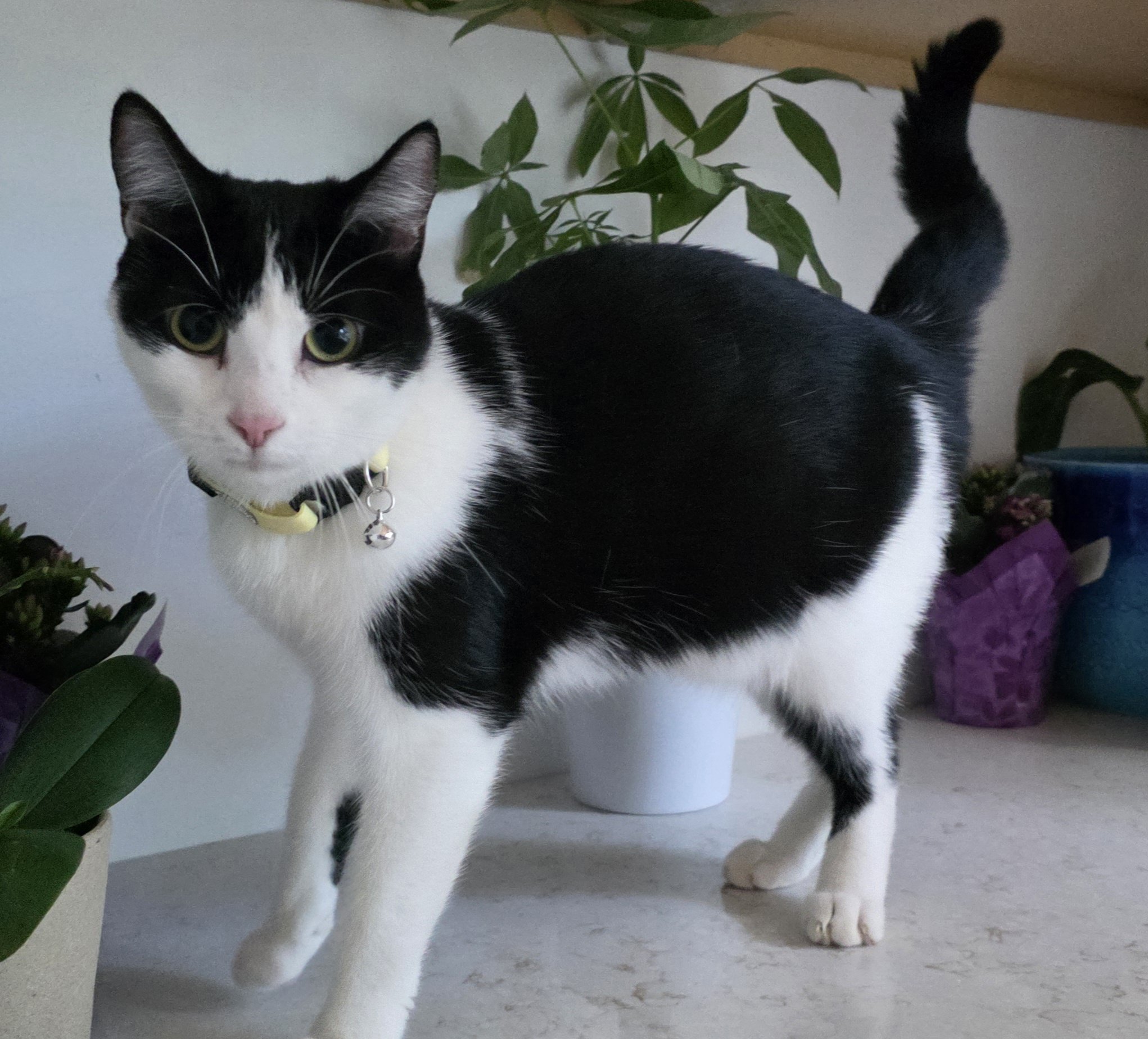 Black & White Female Kitten for Adoption in the Brainerd, MN Area