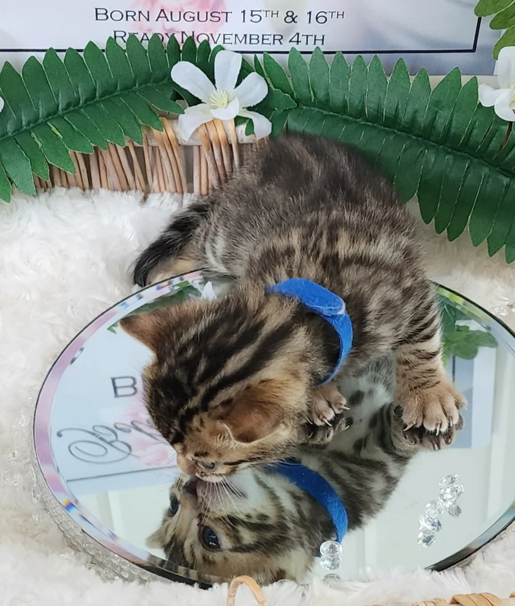 Male Brown/Black Rosette Bengal in Minnesota