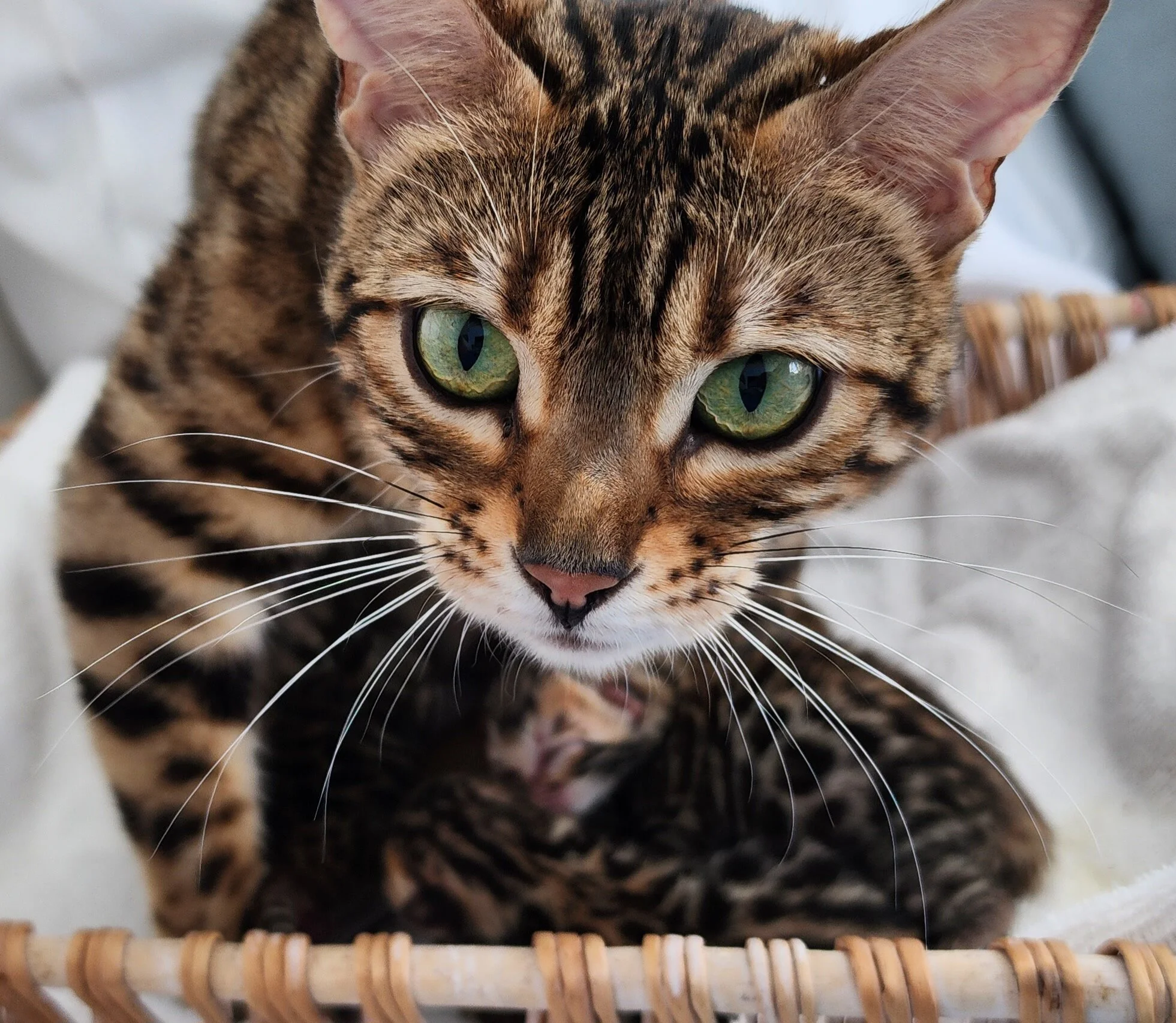 Bengal with big green eyes