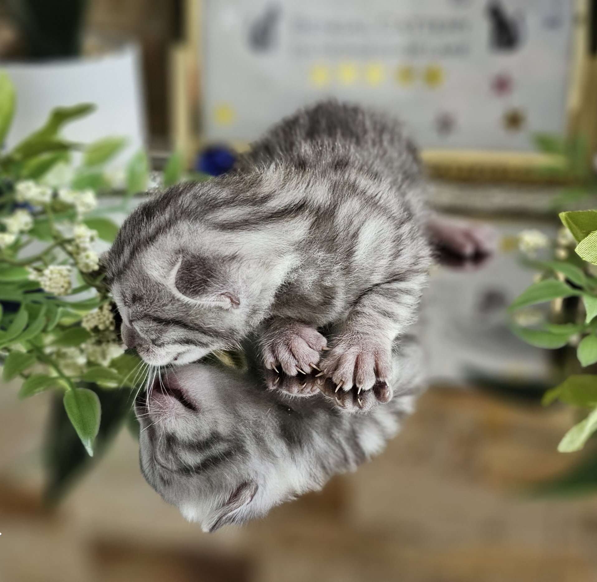 Purebred TICA Registered Male Silver Rosette Bengal Kitten in Minnesota