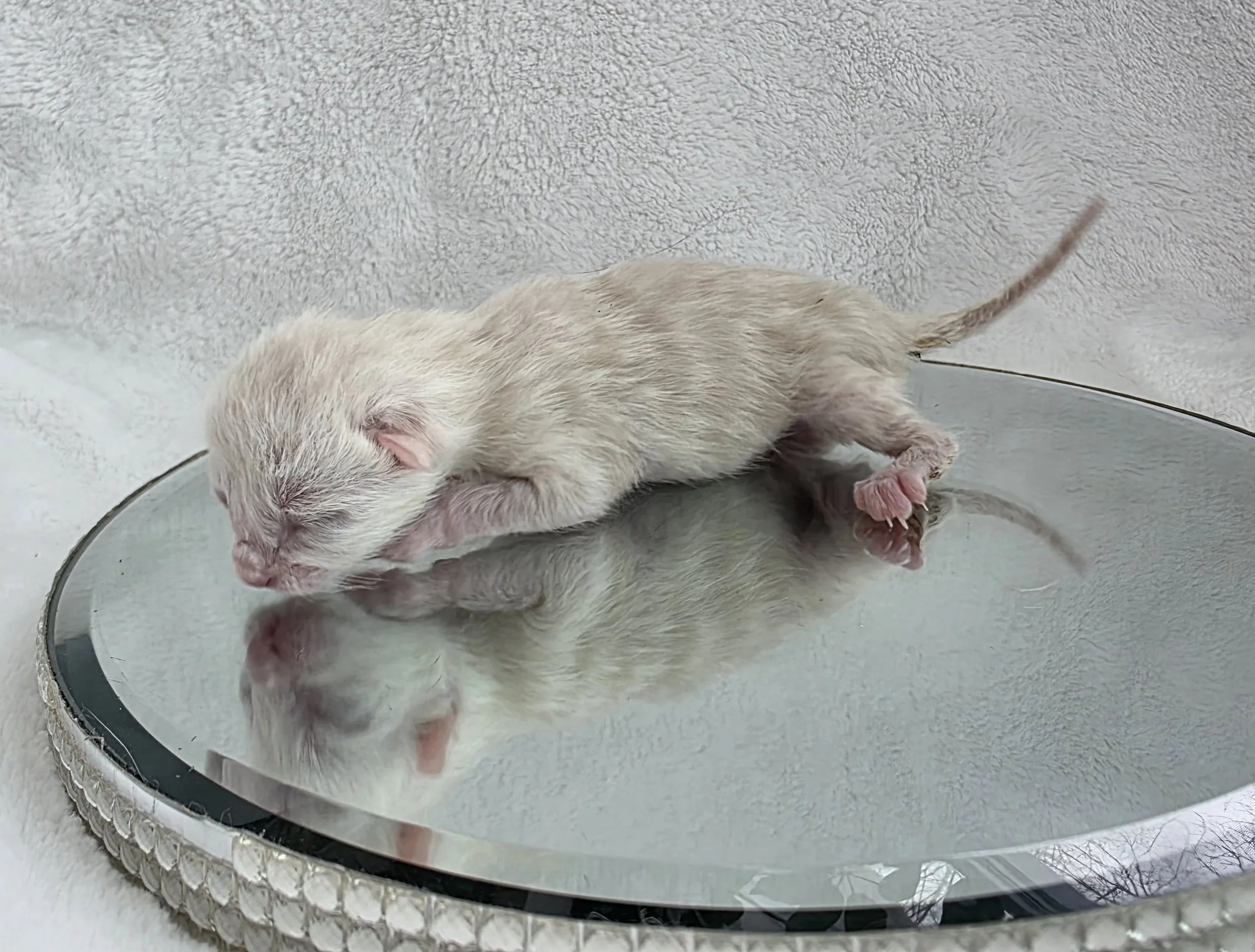 Newborn Female Snow Lynx Bengal Kitten
