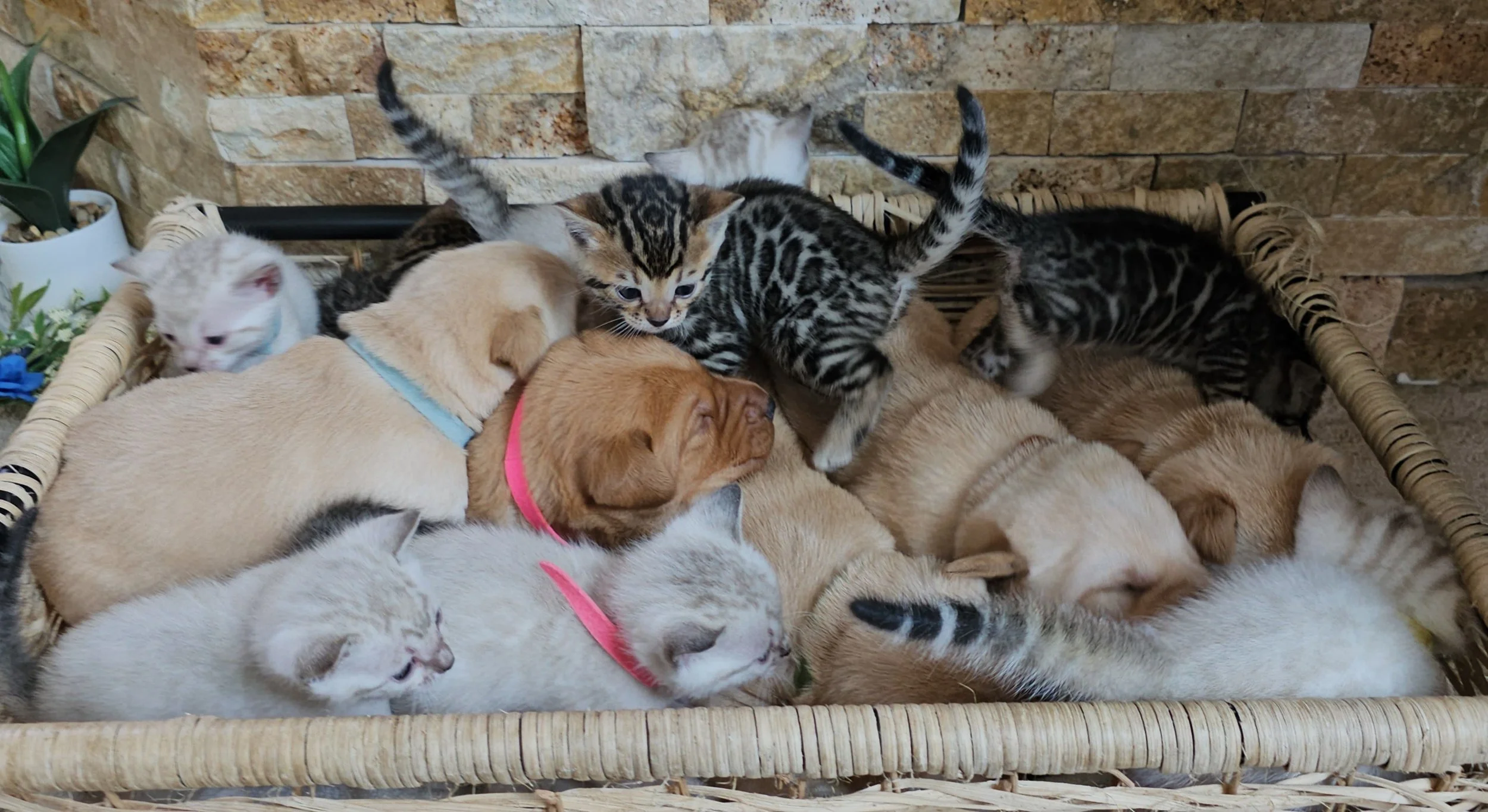 Labrador Retriever Puppies and Bengal Kittens