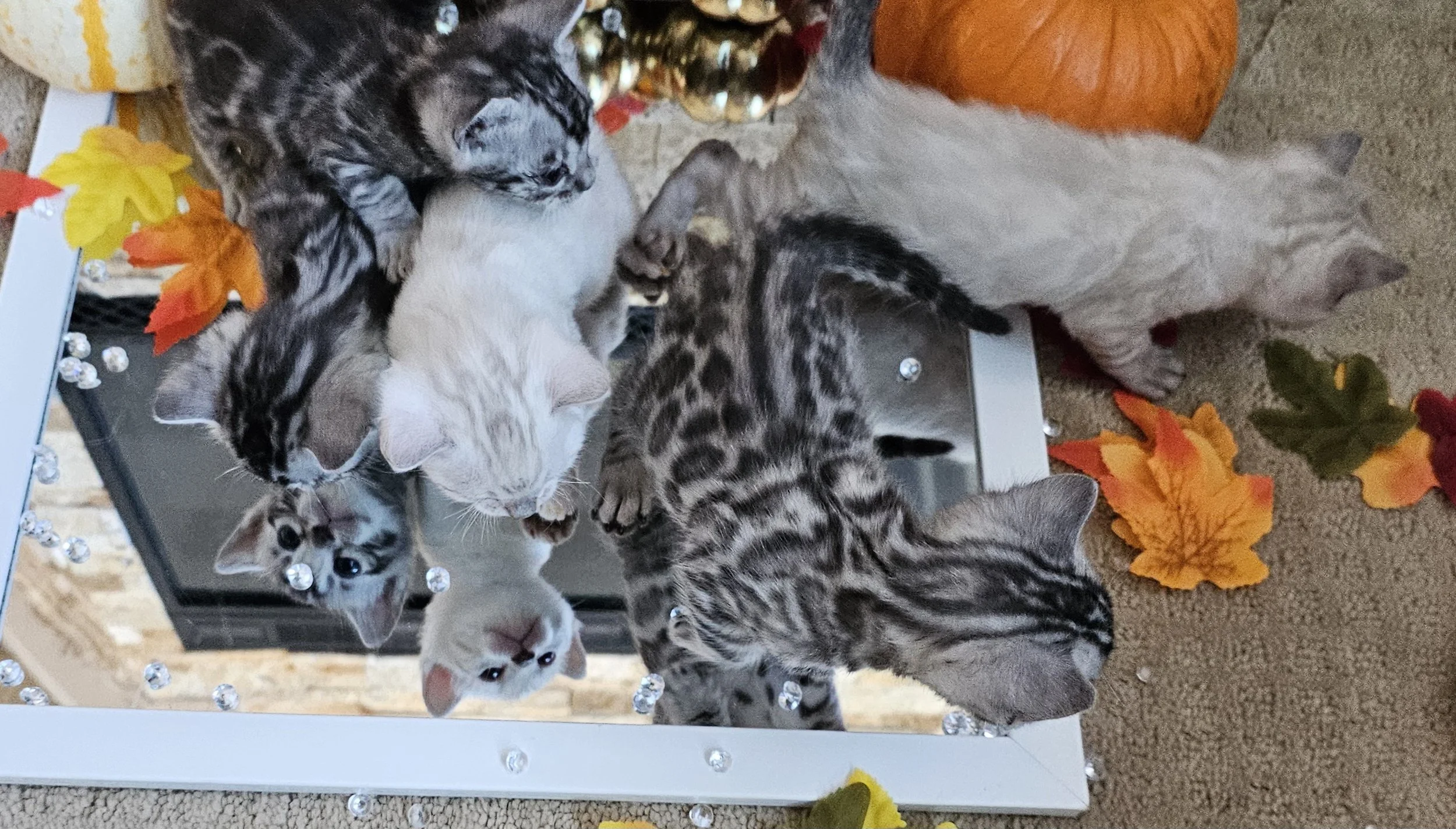 Four-Week-Old Silver and Snow Lynx Bengal Kittens Available in Minnesota