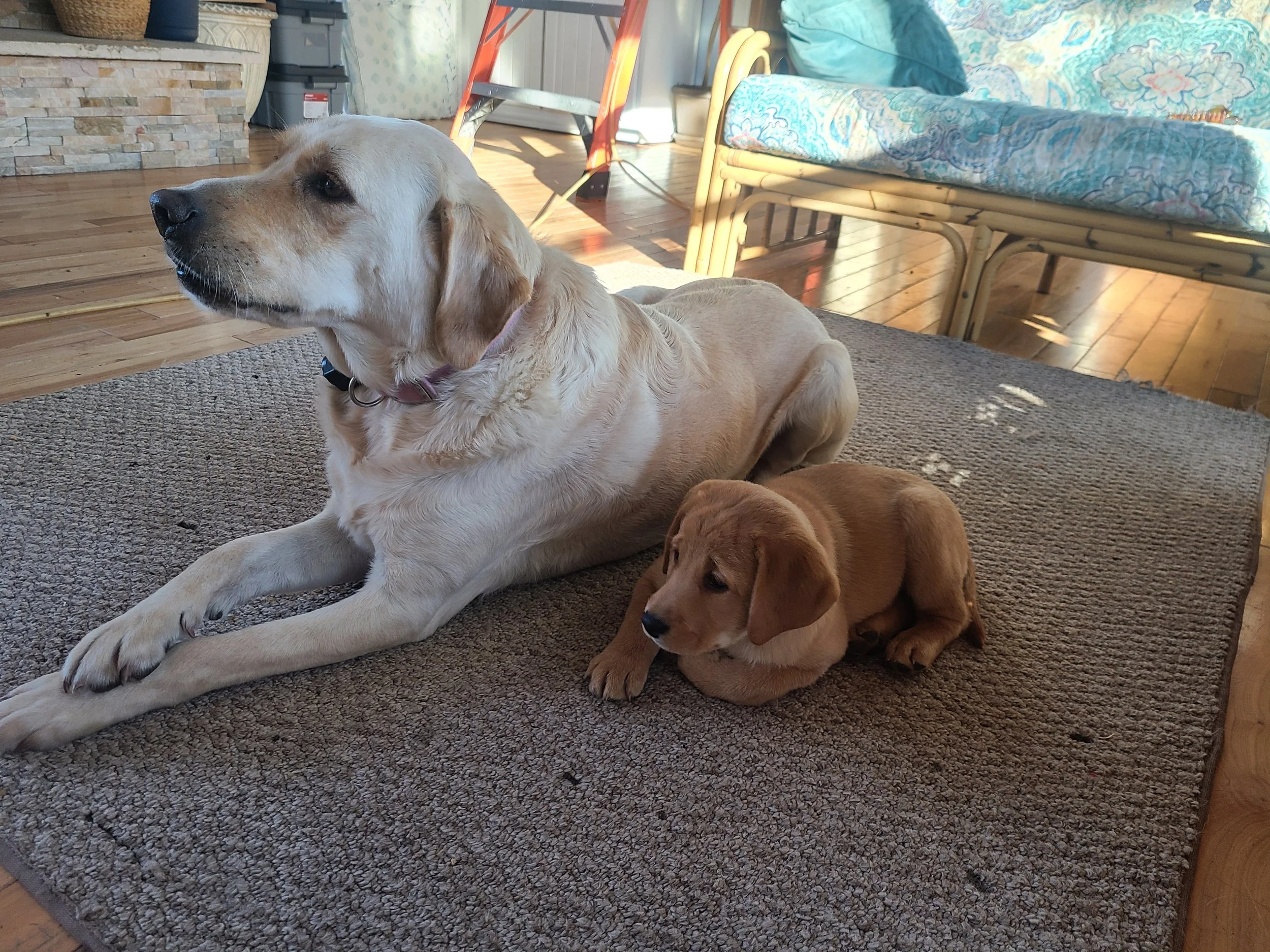 Yellow Labrador Retriever Family Dog