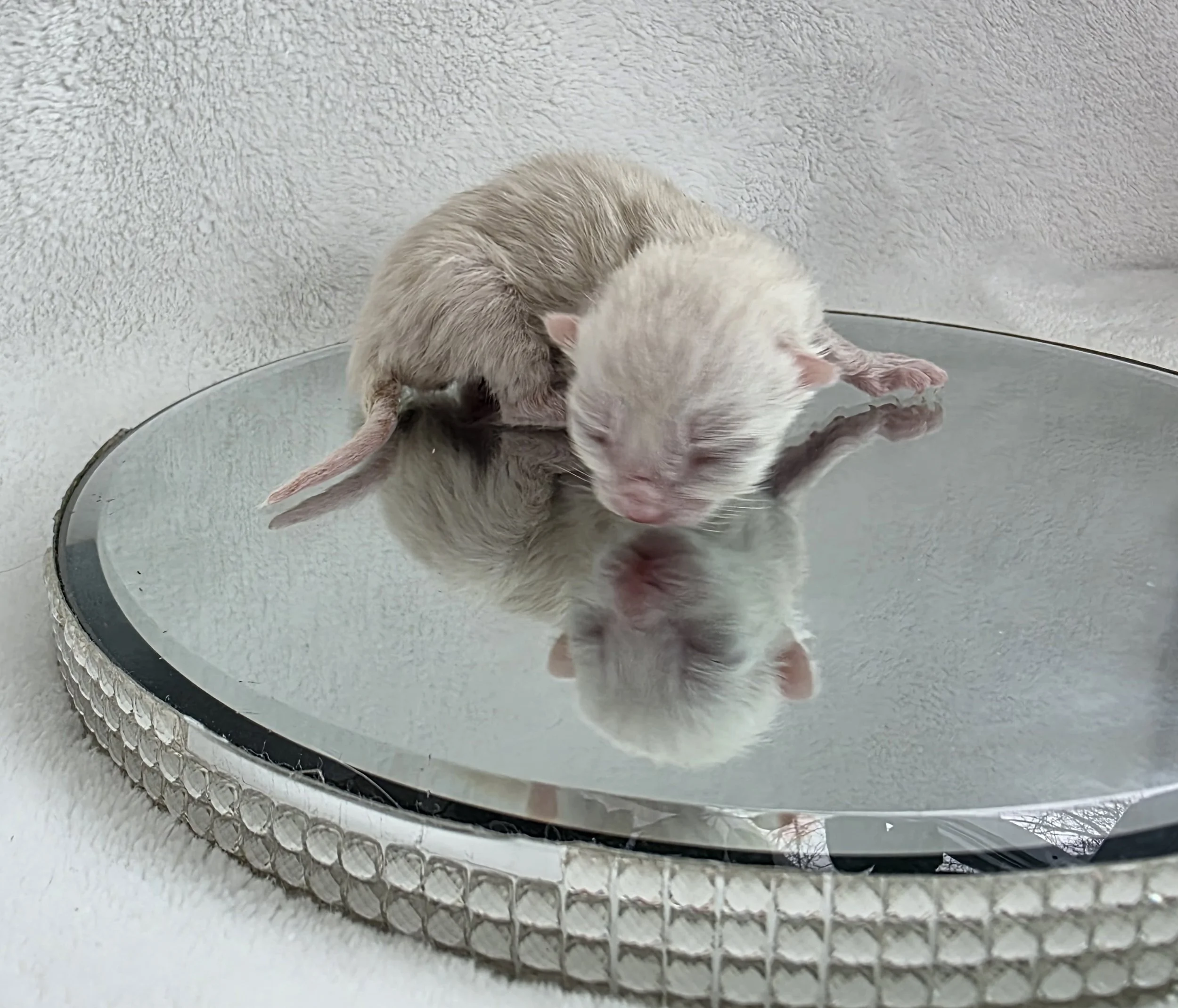 Newborn Male Snow Lynx Bengal Kitten