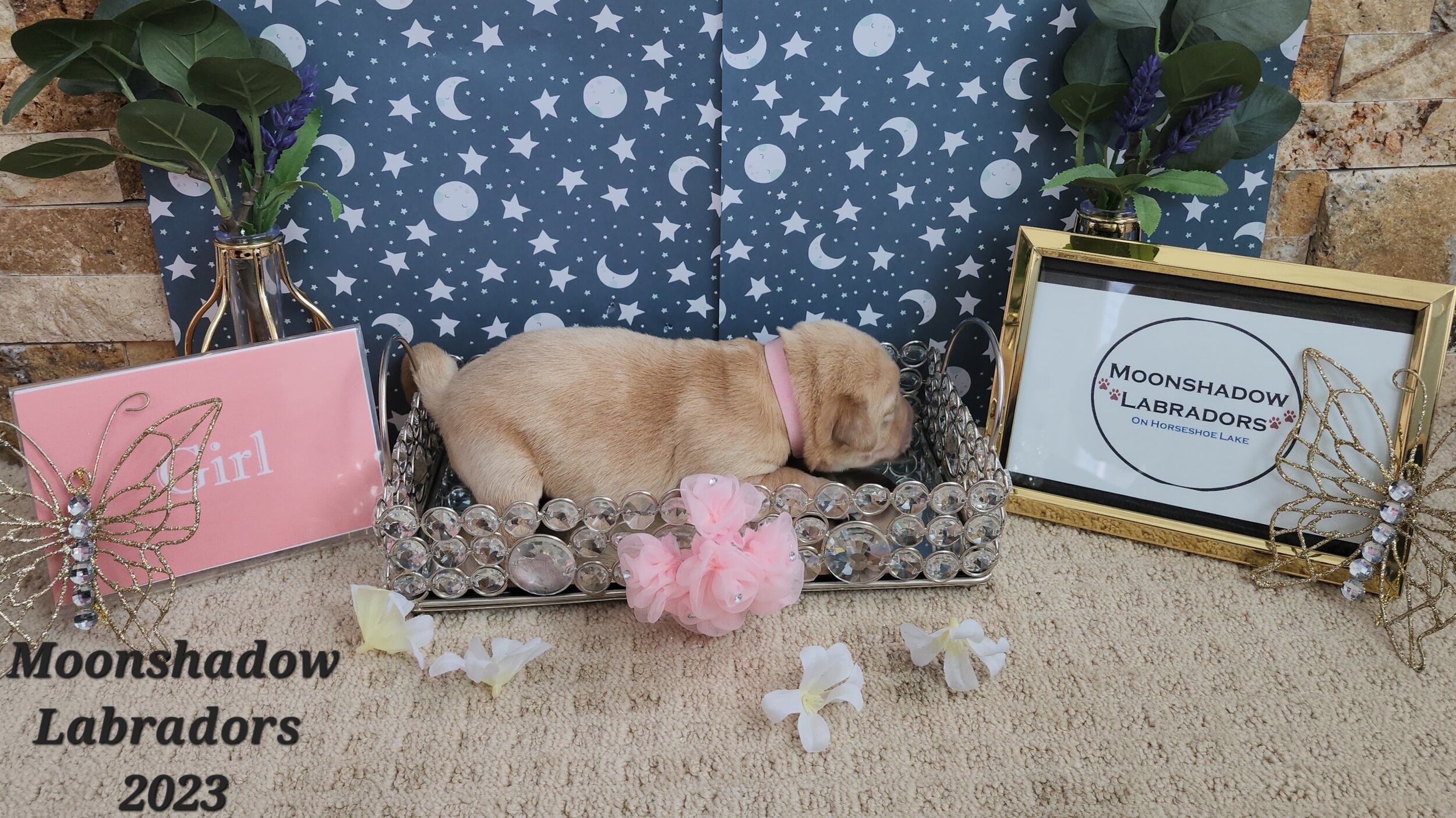 Female Yellow Fox Red Labrador Retriever Puppy in Minnesota