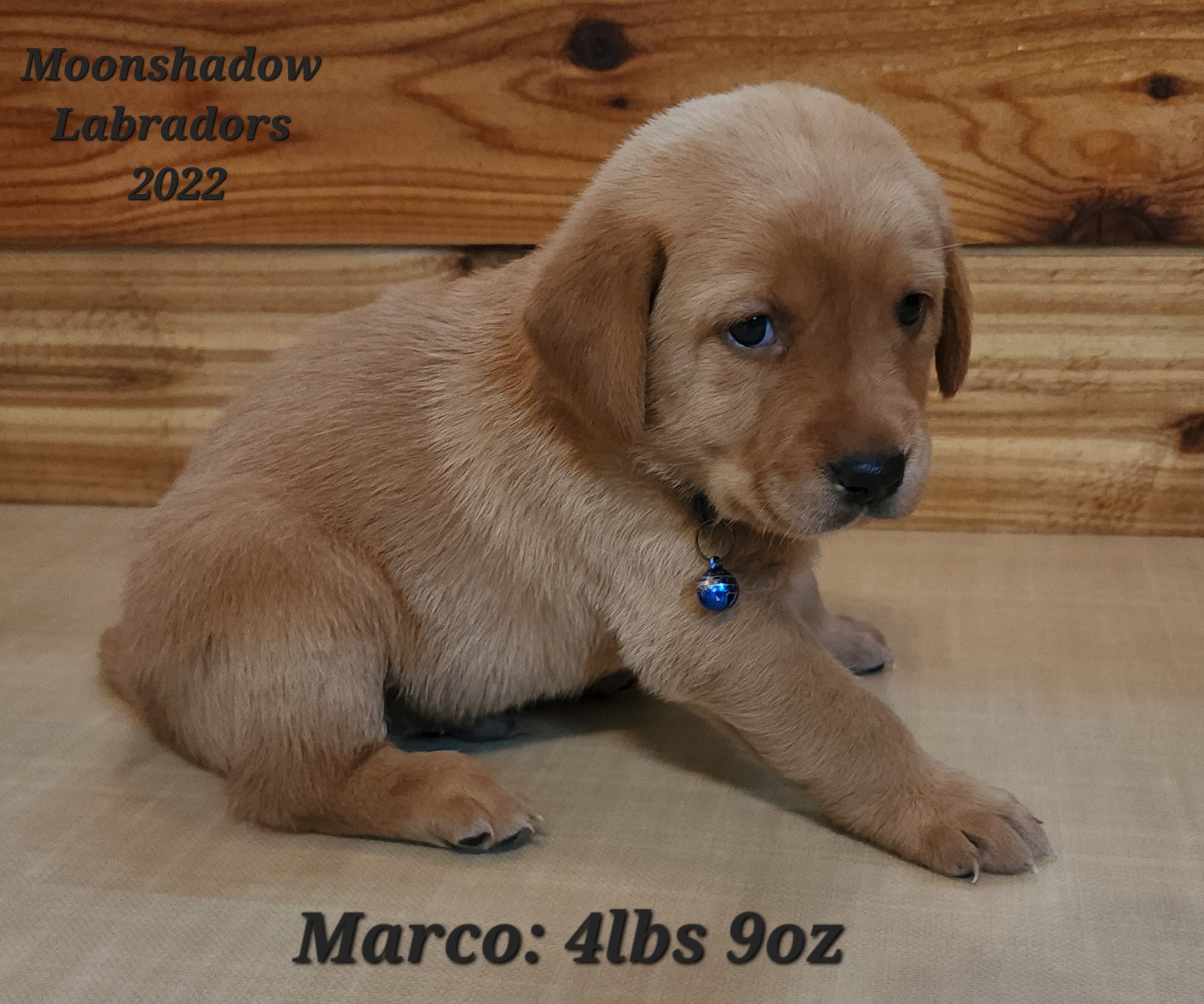 AKC Yellow Fox Red Labrador Retriever Puppies Available in Minnesota