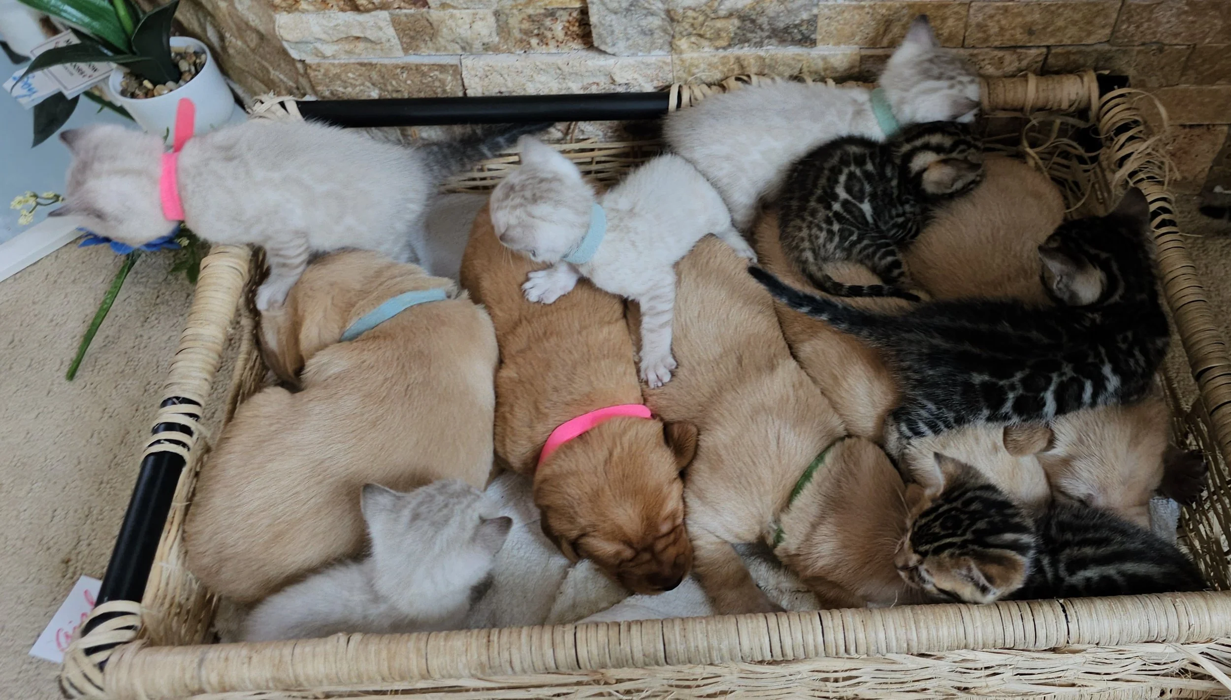 Labrador Retriever Puppies and Bengal Kittens