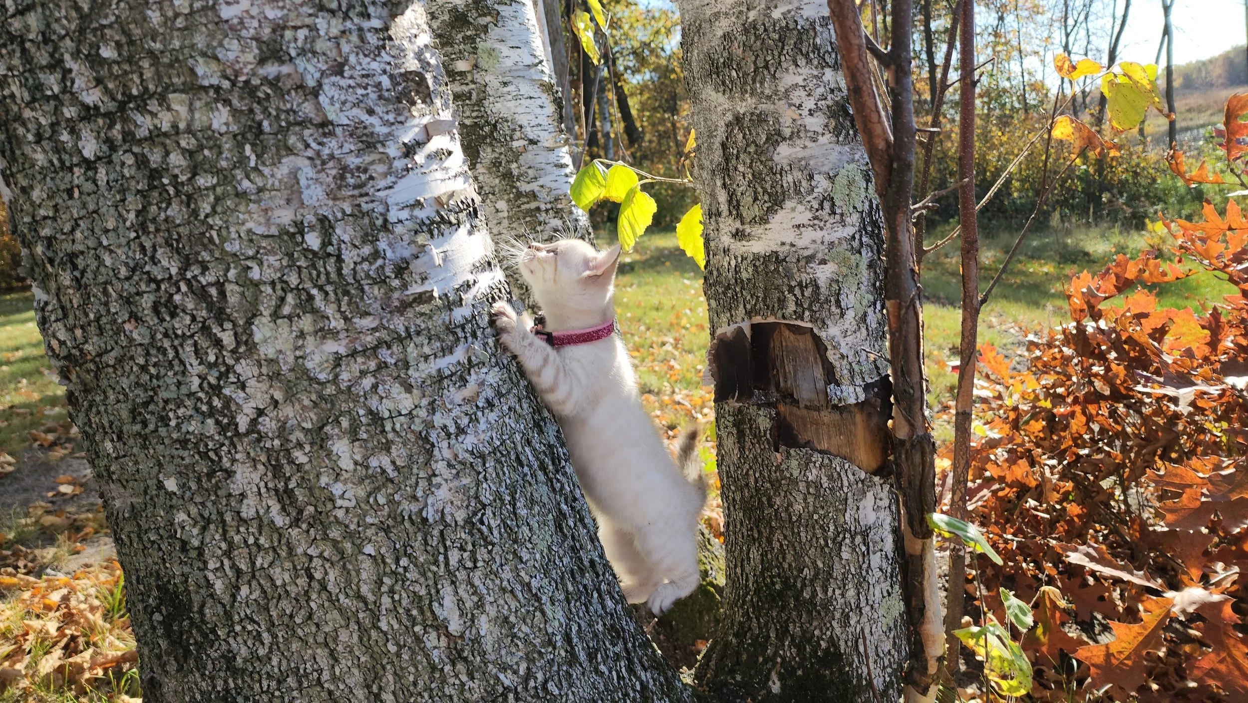Female Snow Bengal in Minnesota